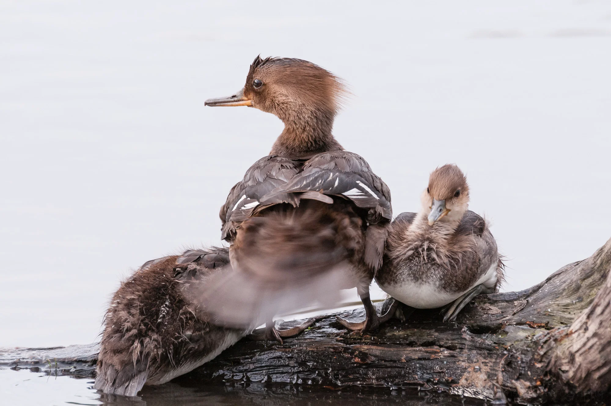 "Mom, watch that tail!," says a young Hooded Merganser as its mother swishes her tail dry.
