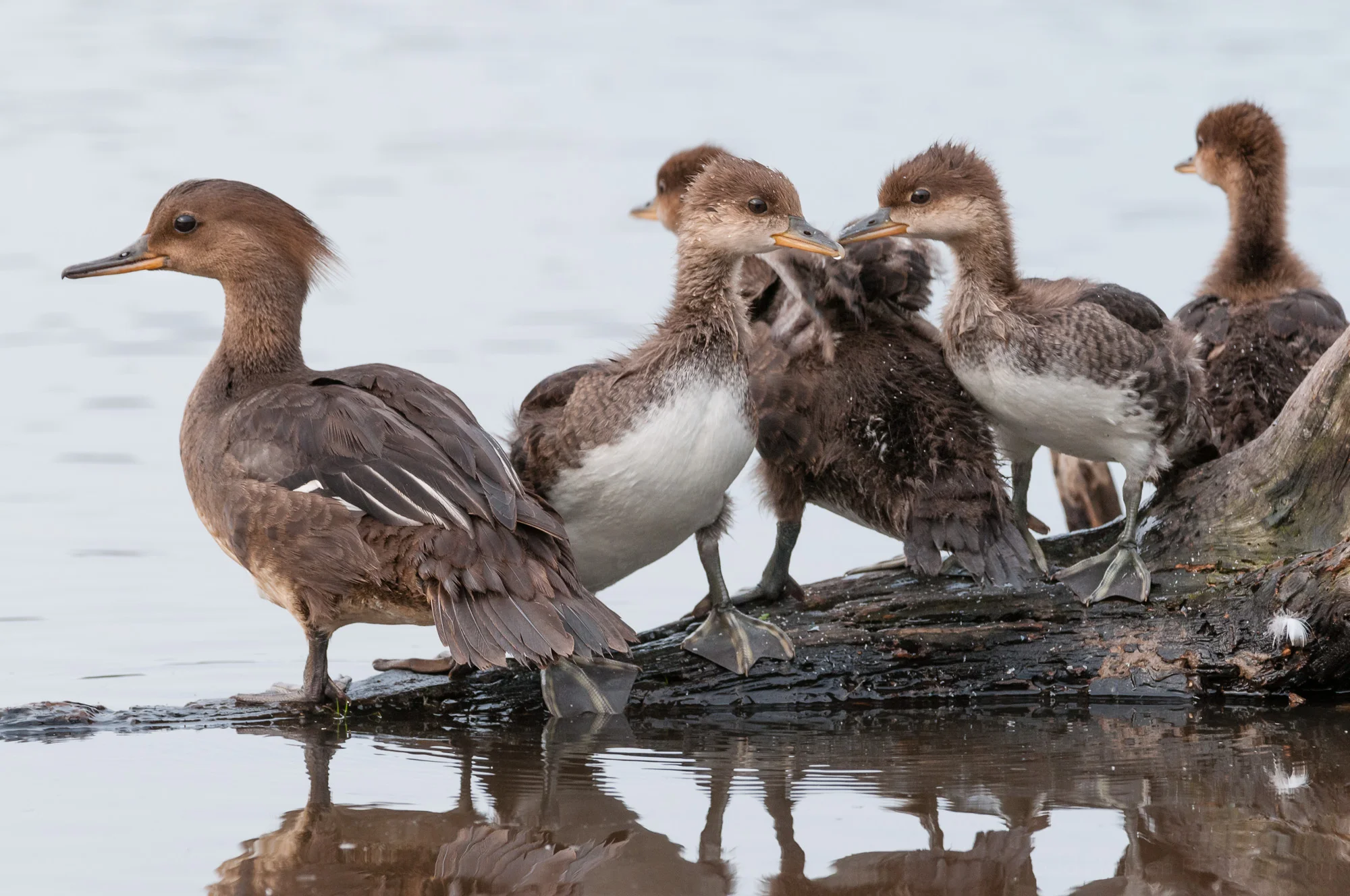 Rest time over, the family of Hooded Mergansers rise. Notice how sleek the mother's head can sometimes look. 