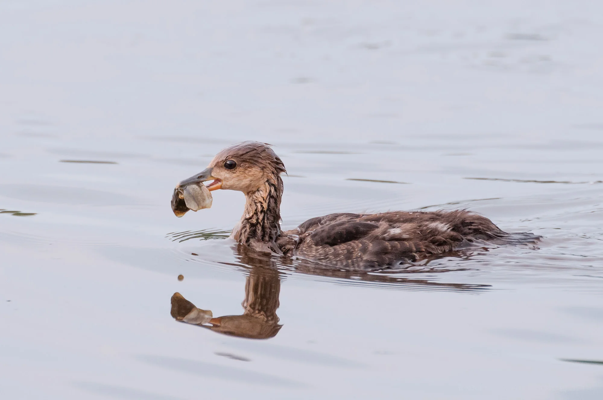 Lunch time! A young Hooded Merganser has caught a tasty morsel.