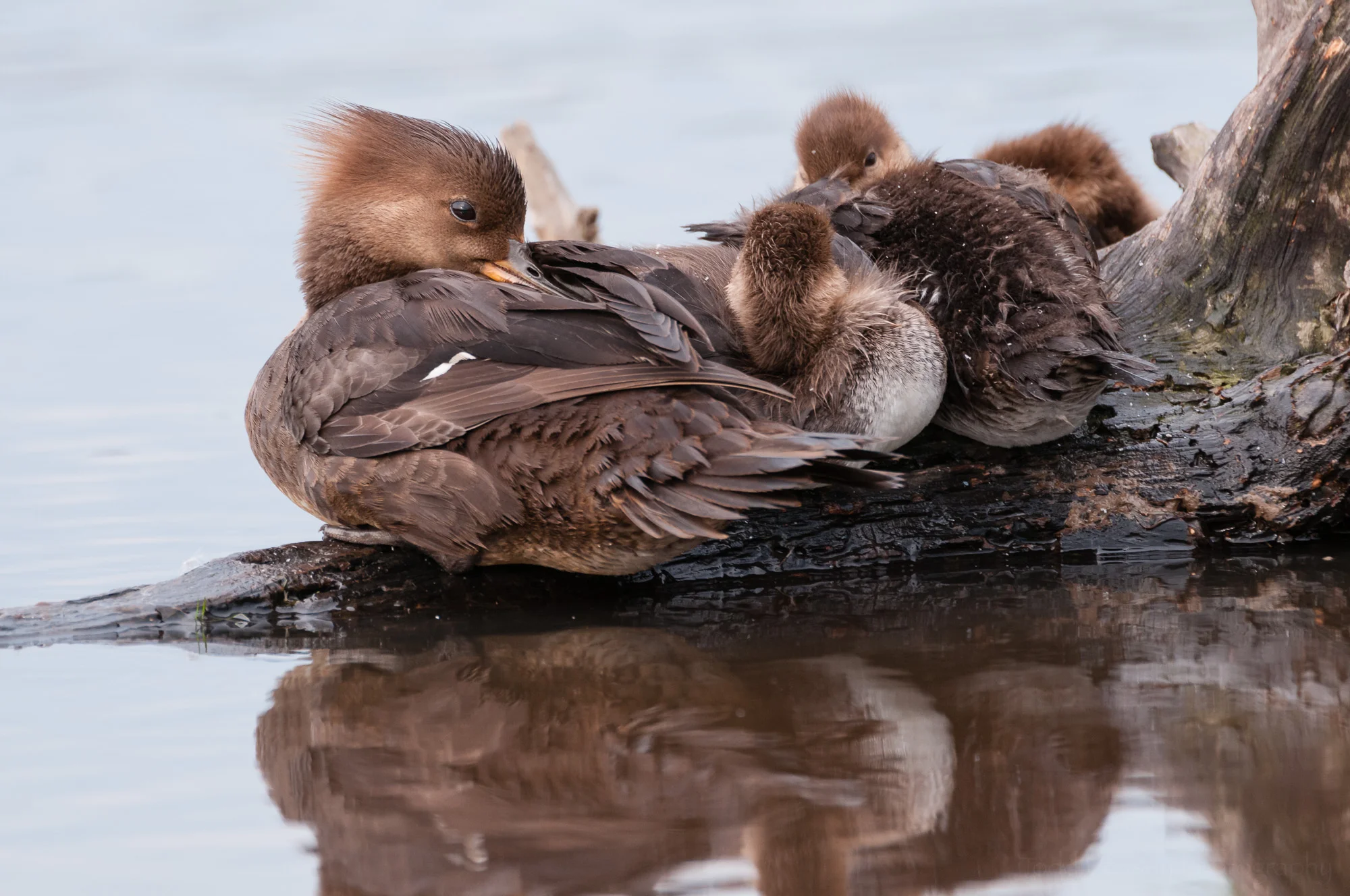 The Hooded Merganser mother looks my way one more time before closing her eyes and napping with her young family.