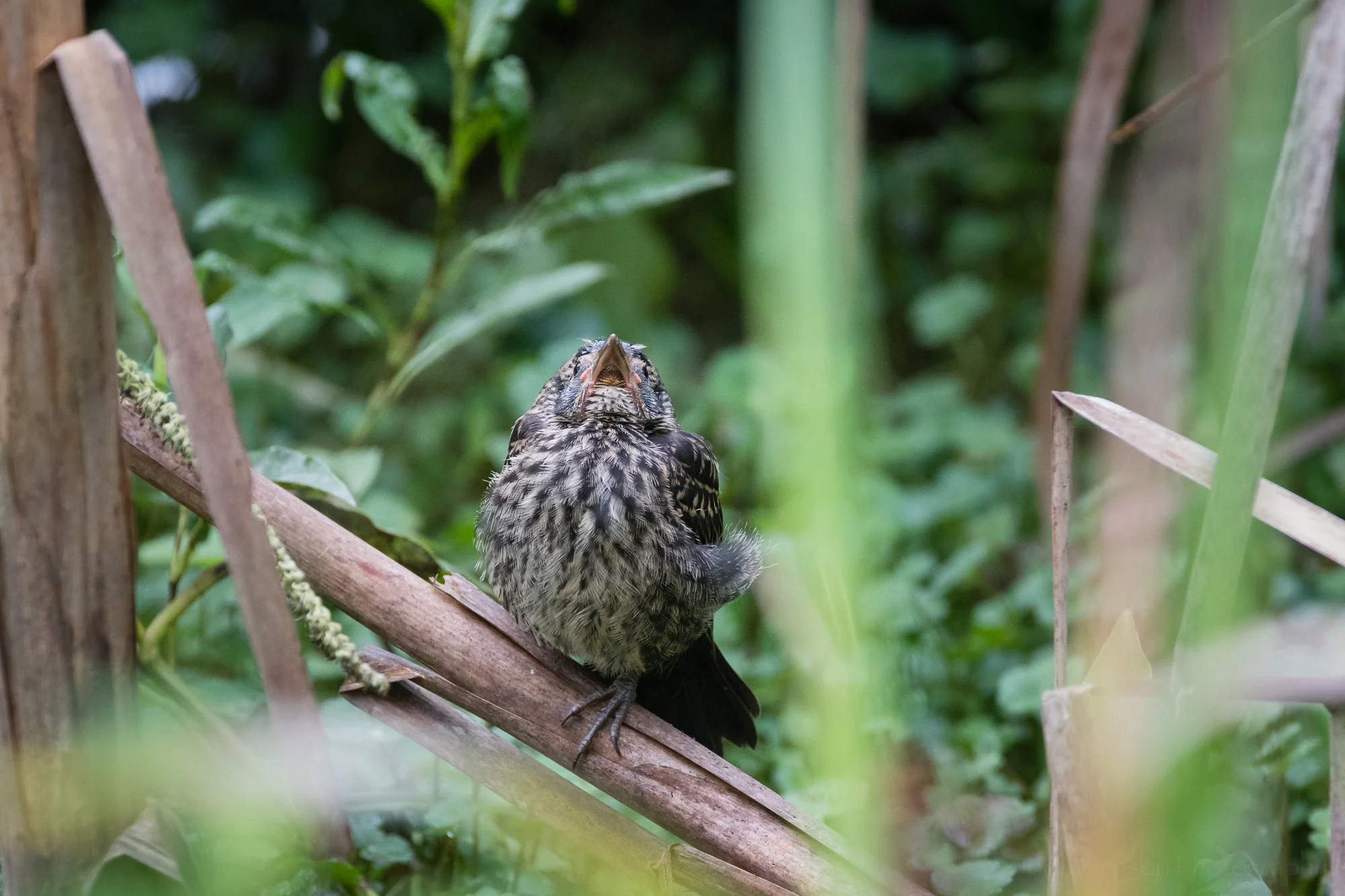 The fledged Red-winged Blackbird looks up, likely watching some other bird fly overhead.