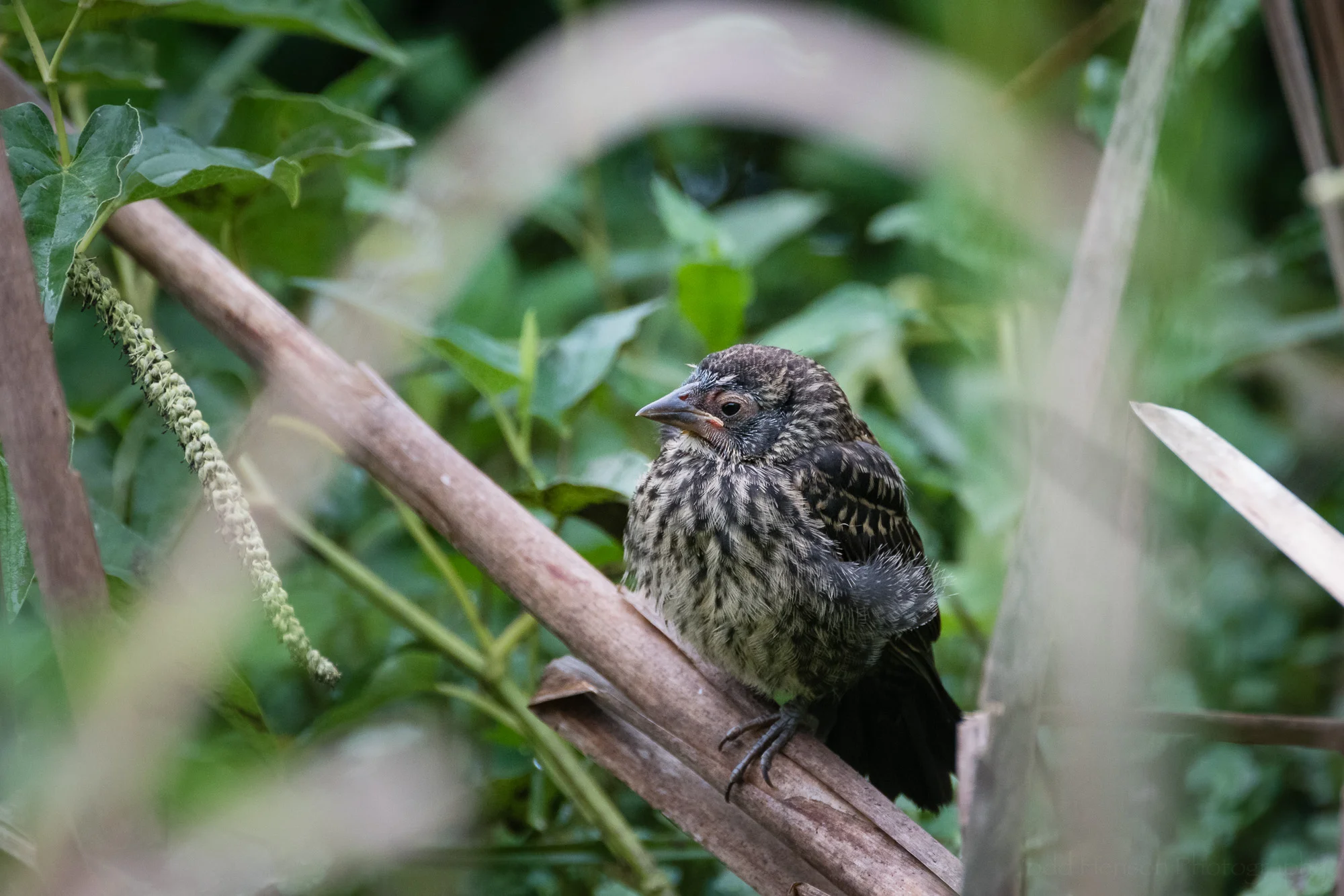 Parting image of the young fledged Red-winged Blackbird.