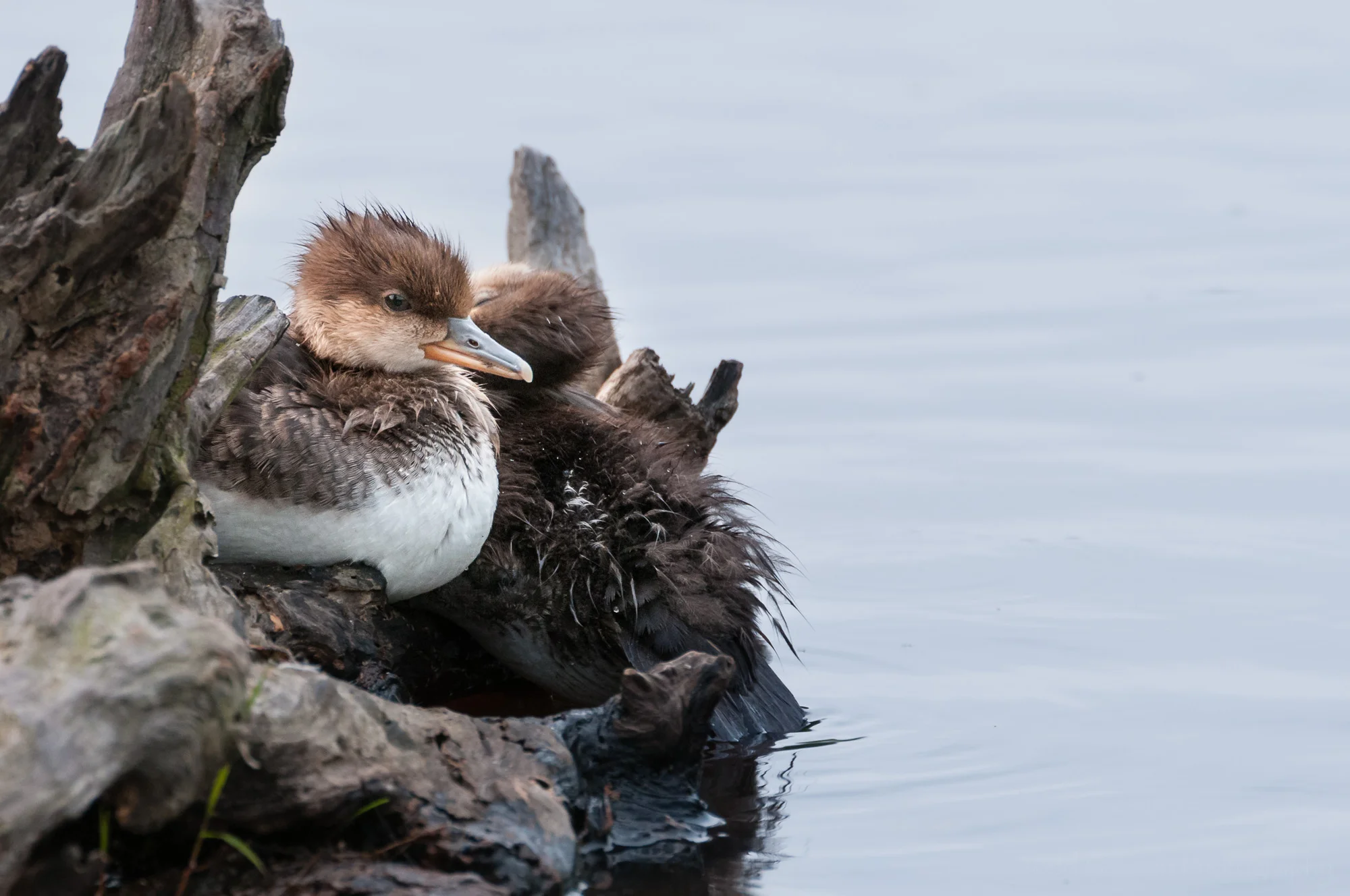 A young Hooded Merganser resting on a downed tree.