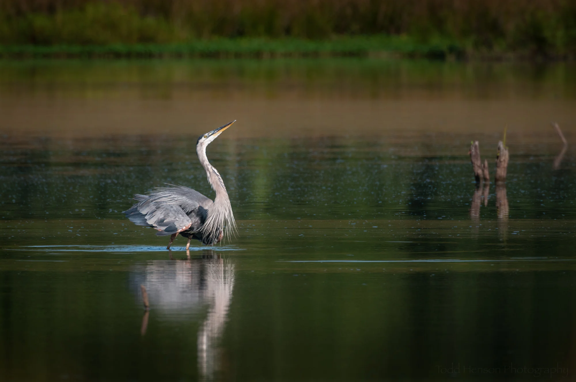 Great Blue Heron strutting its stuff, reflected in the wetlands.