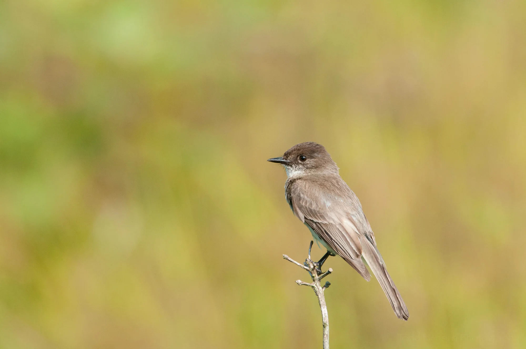Eastern Phoebe looking to the left