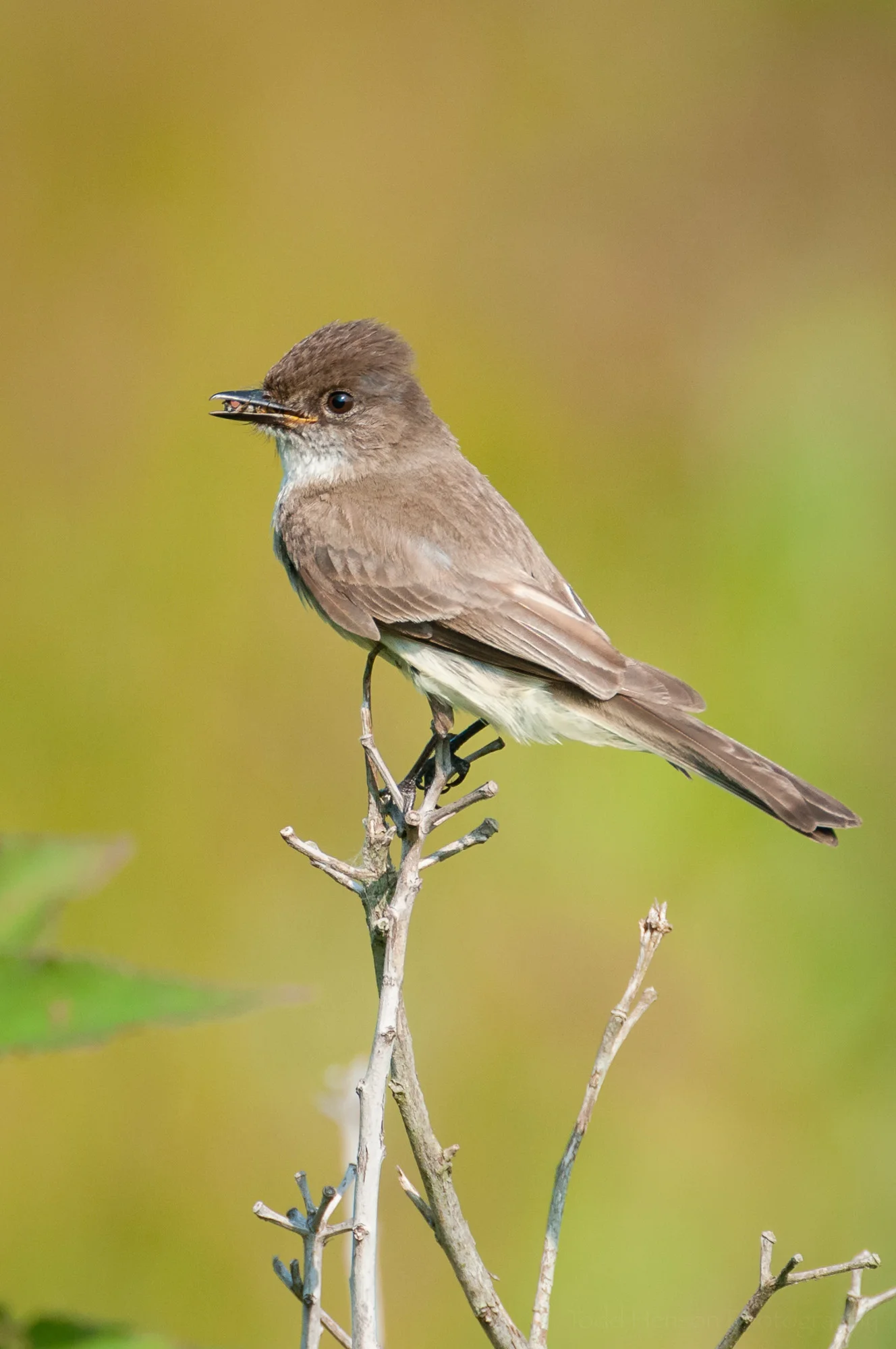 Eastern Phoebe with another insect in its beak