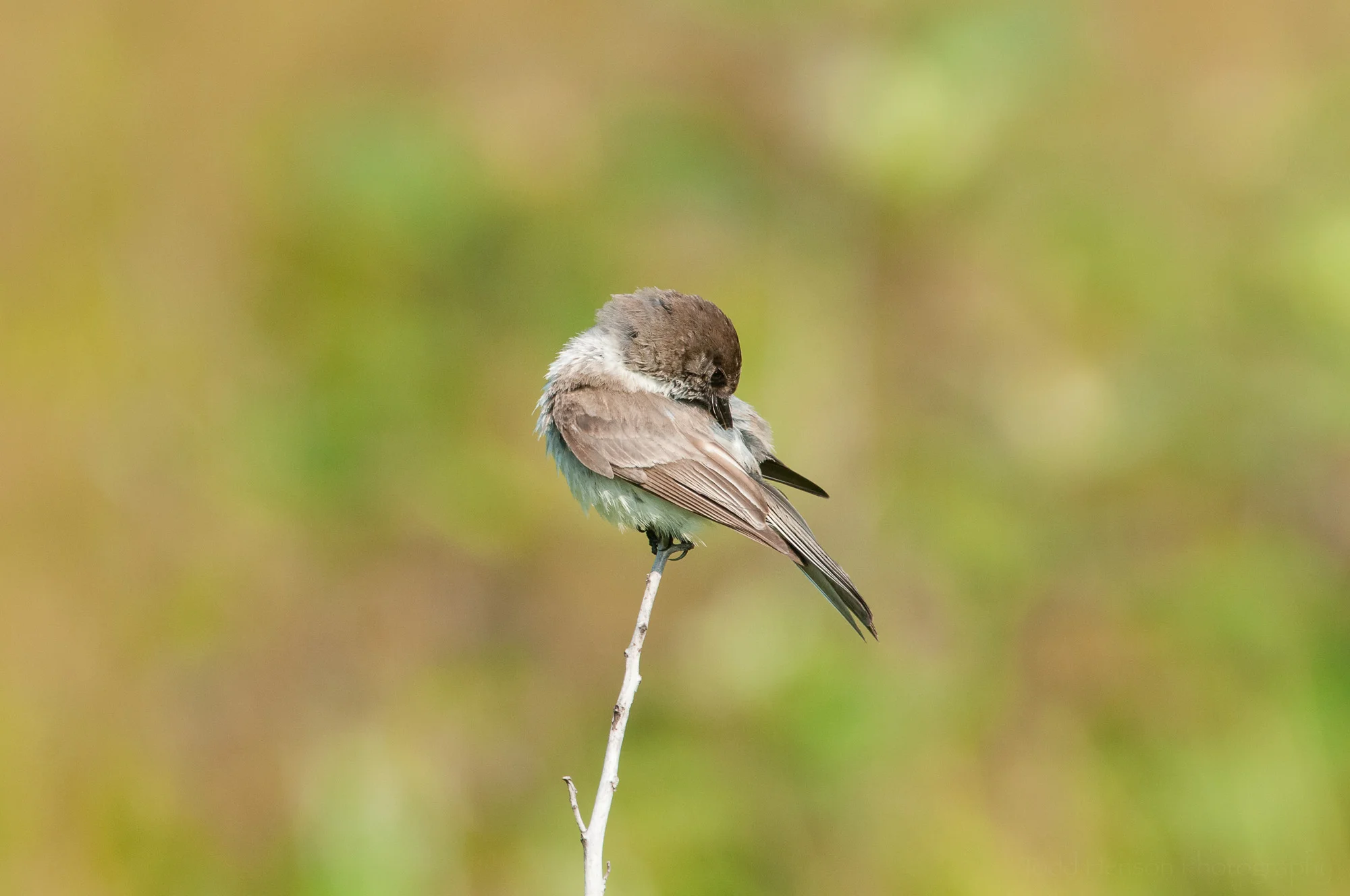 Eastern Phoebe preening