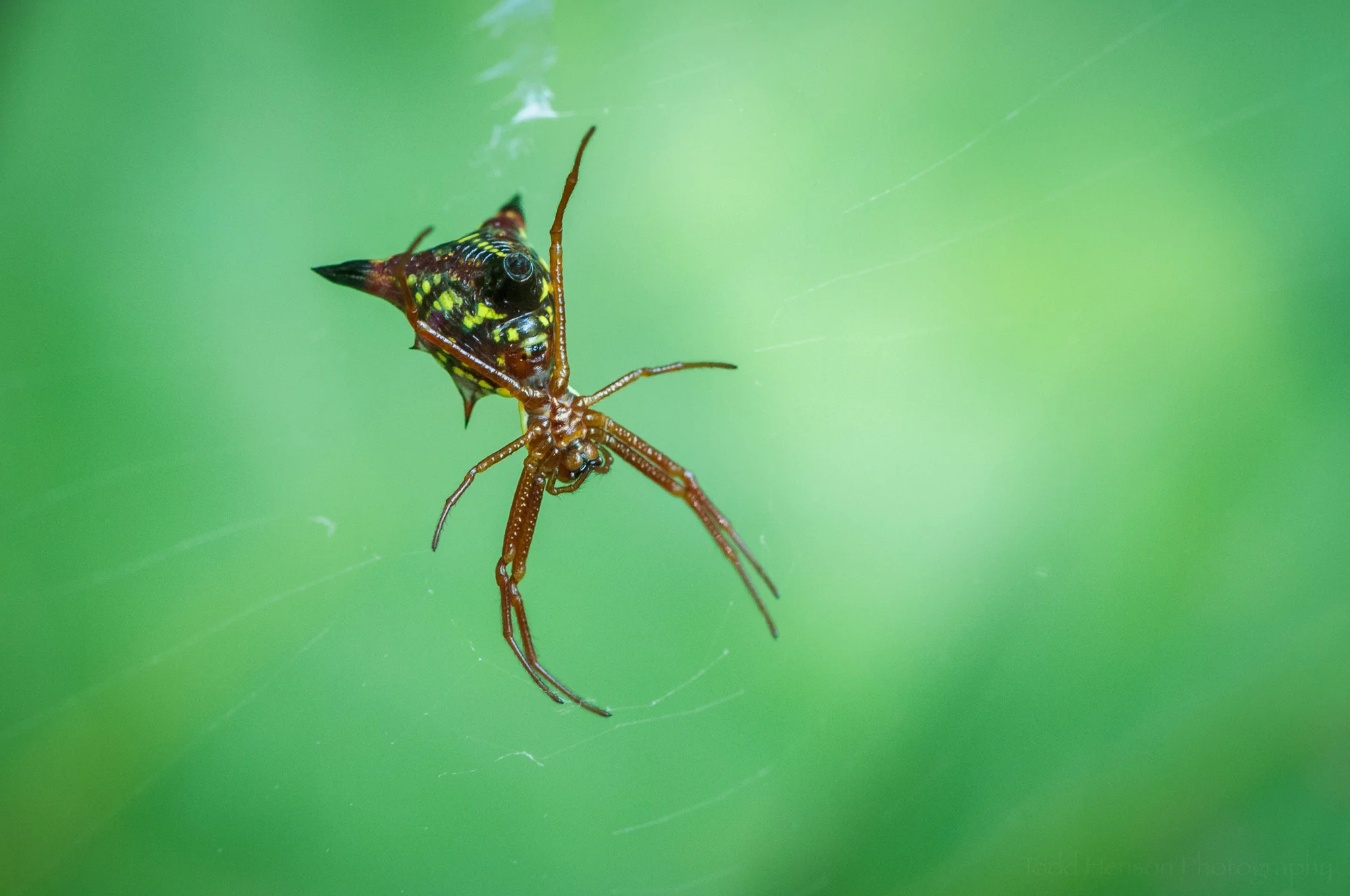 Underside of an Arrow-shaped Micrathena spider. Click on the photo for a larger view.