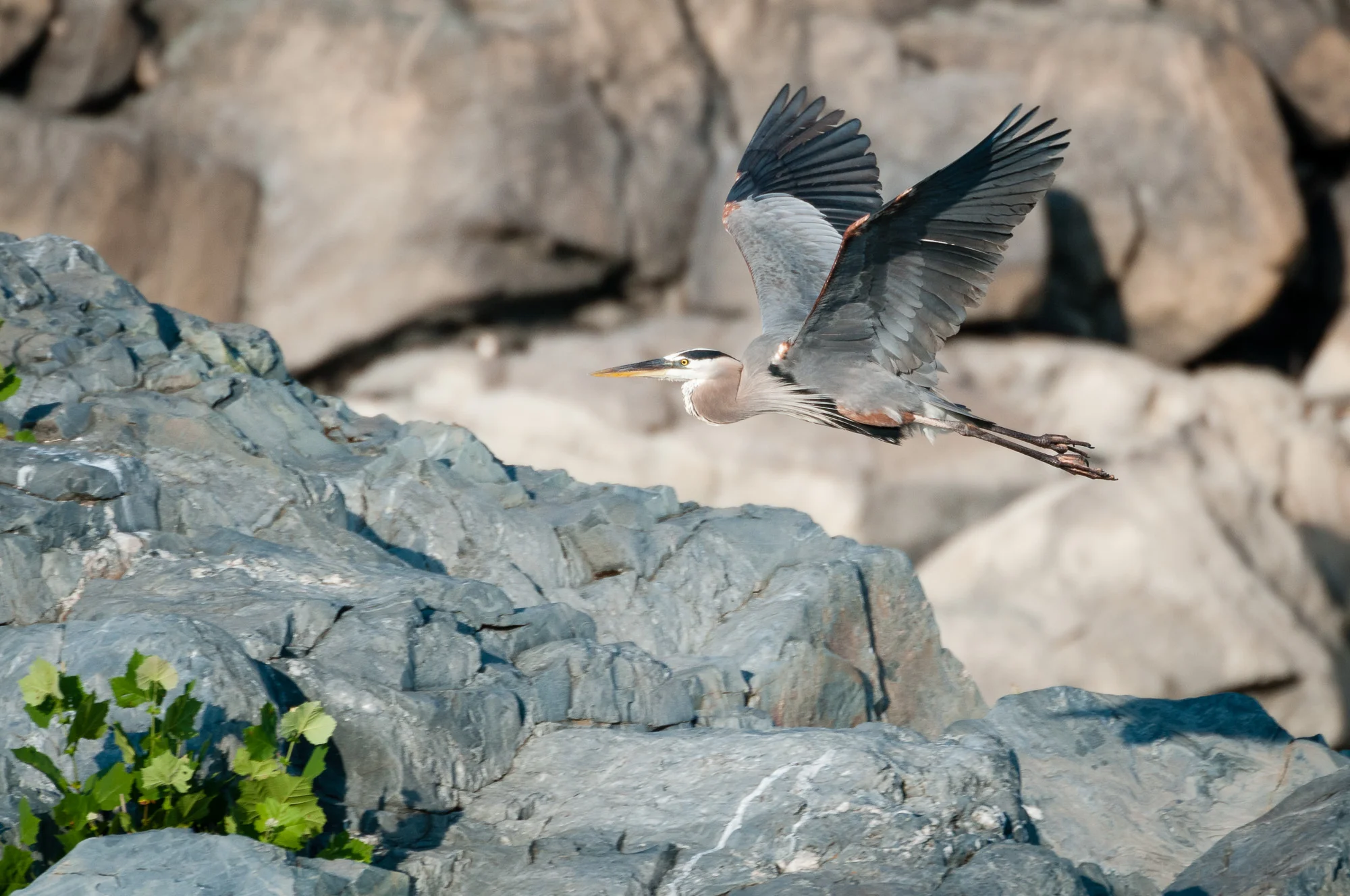 A Great Blue Heron. Such a beautiful bird. And yet... see the photo further below.