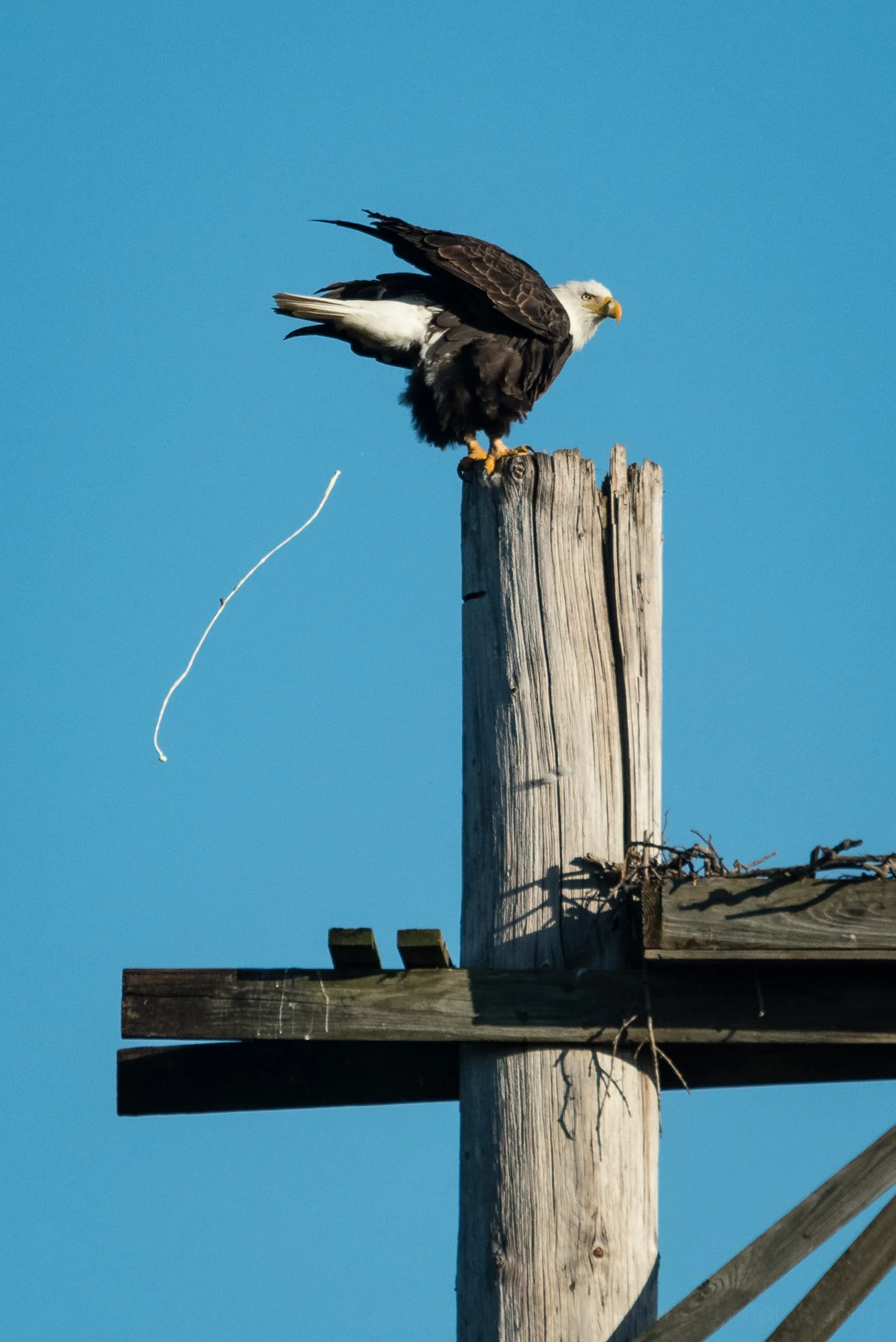 Don't stand too close when looking up at Bald Eagles! Not sure what you're seeing? Click on the image to see a larger version.