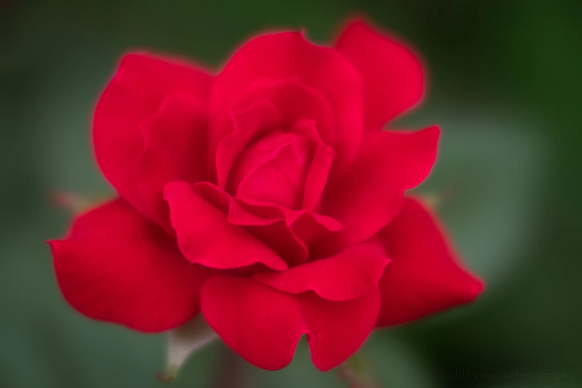 A red rose photographed with the Lensbaby Velvet 56 using a larger aperture to increase the soft, ethereal look.