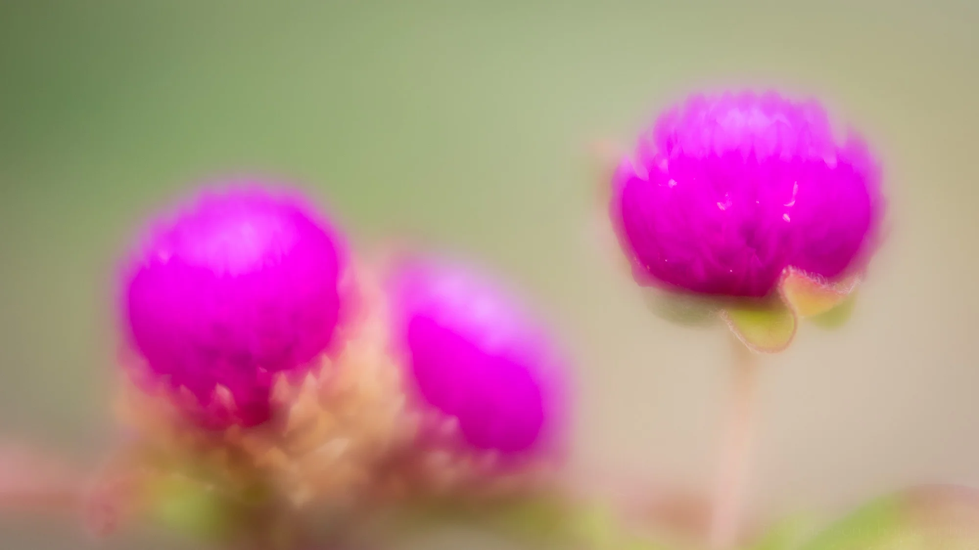 A group of gomphrena flowers photographed with the Lensbaby Velvet 56 using a large aperture to create a softer image.