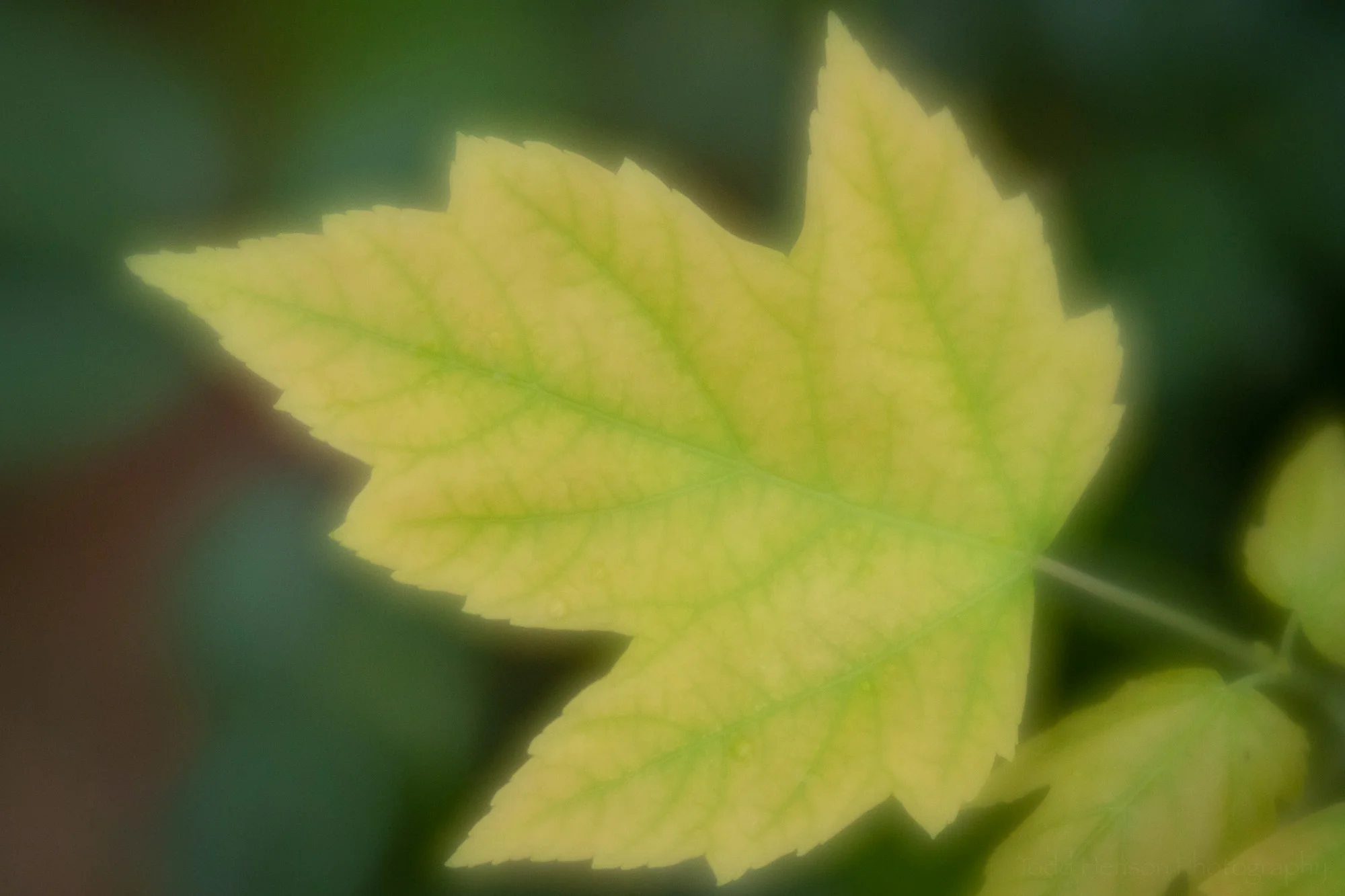 A large aperture on the Lensbaby Velvet 56 created a soft glow around this yellow maple leaf.