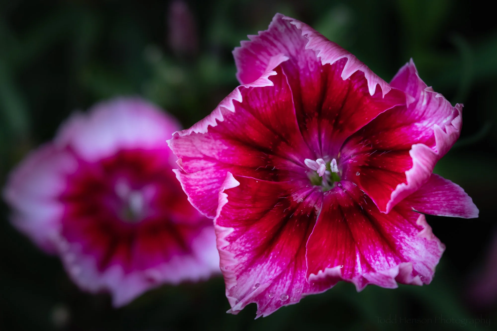 A pair of dianthus photographed with the Lensbaby Velvet 56.