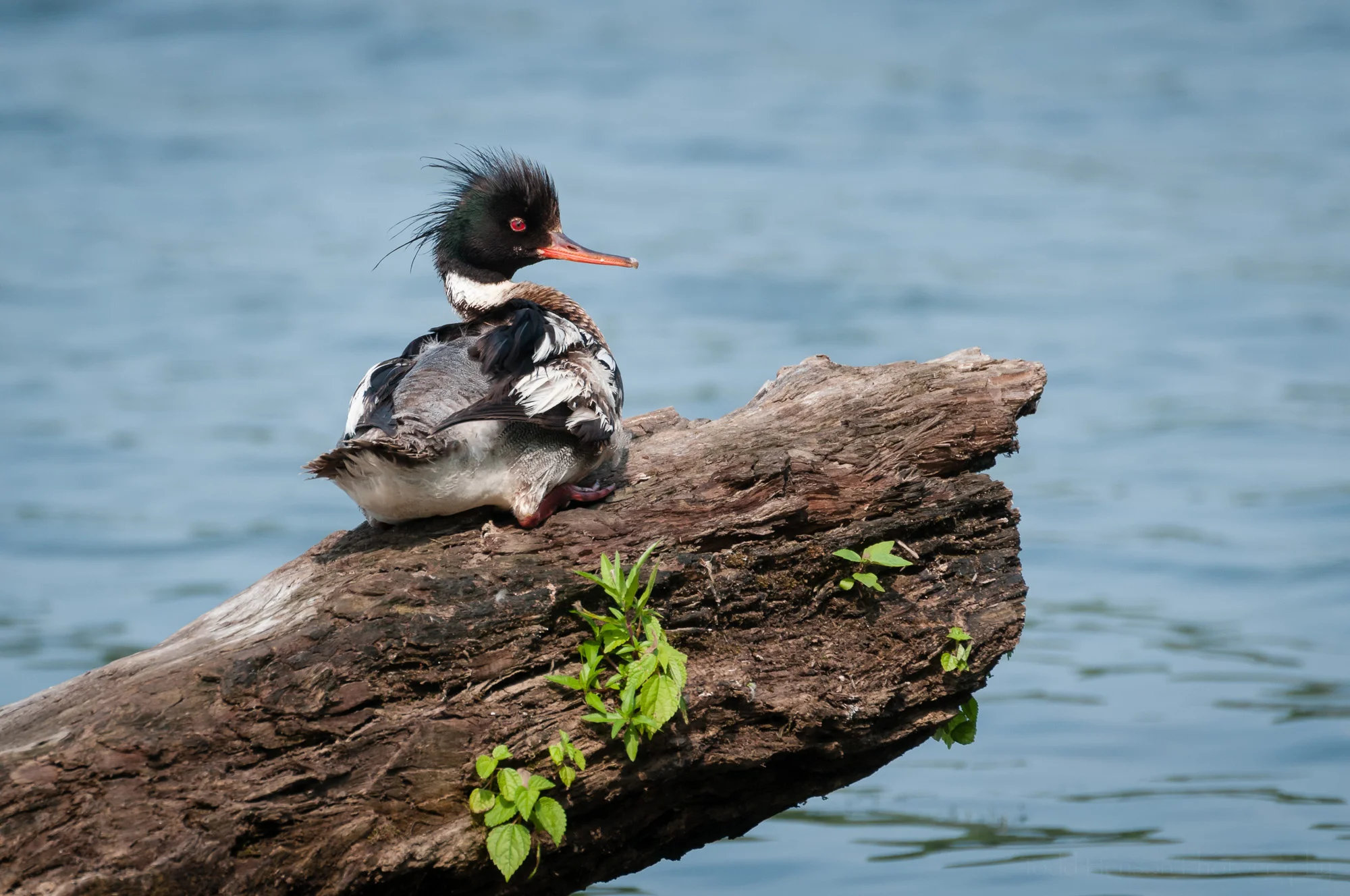 Male Red-breasted Merganser resting on a log. Available for purchase.