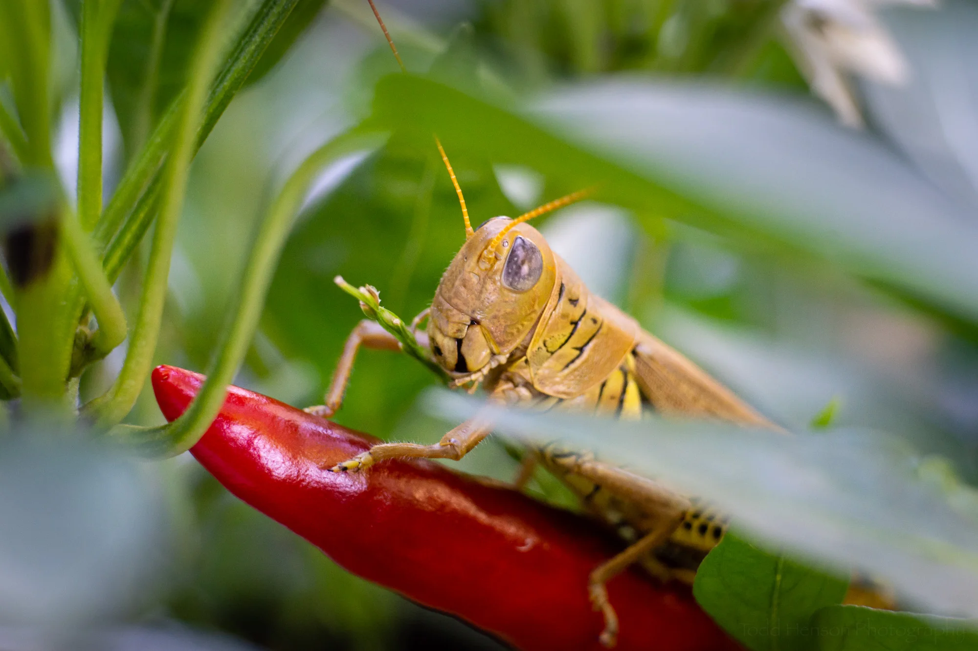 Grasshopper resting on a Thai chili pepper