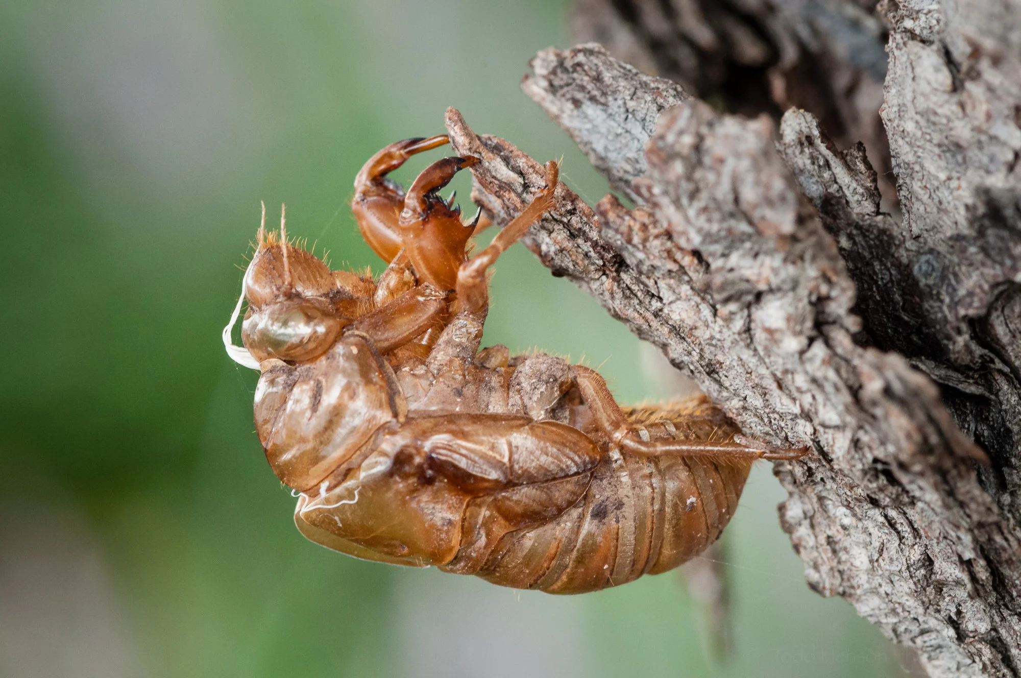 Cicada Shell How A Cicada Comes Out Of Its Shell