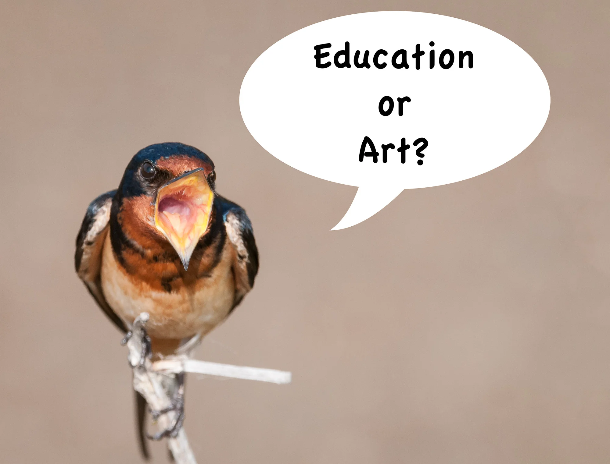 Barn Swallow Singing "Education or Art?"