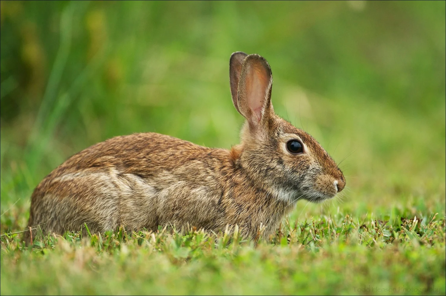A portrait of an Eastern Cottontail Rabbit