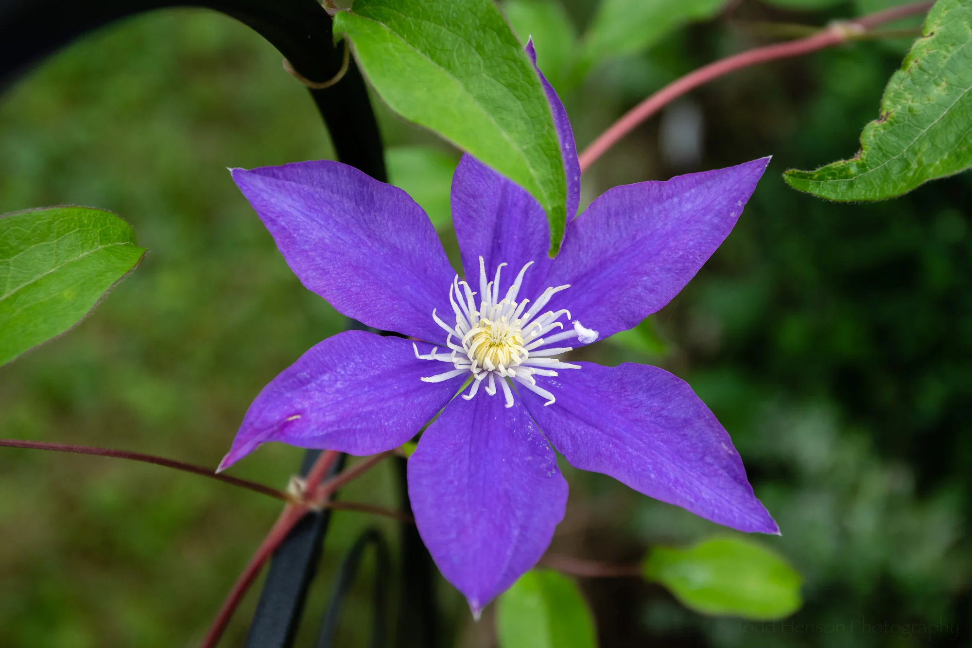 Clematis in the Garden #1