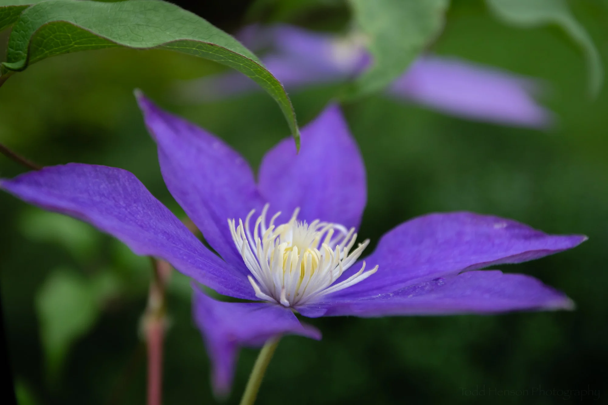 Clematis in the Garden #2
