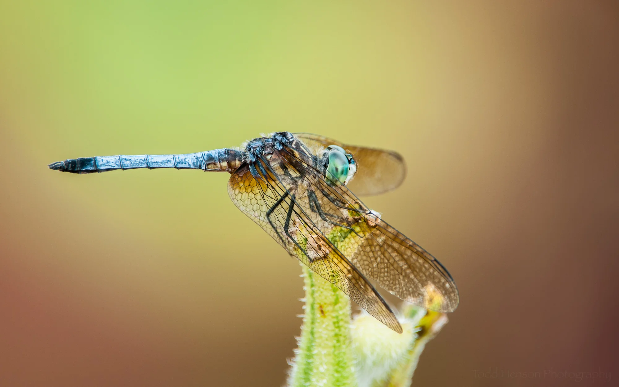 A cooperative Blue Dasher dragonfly.