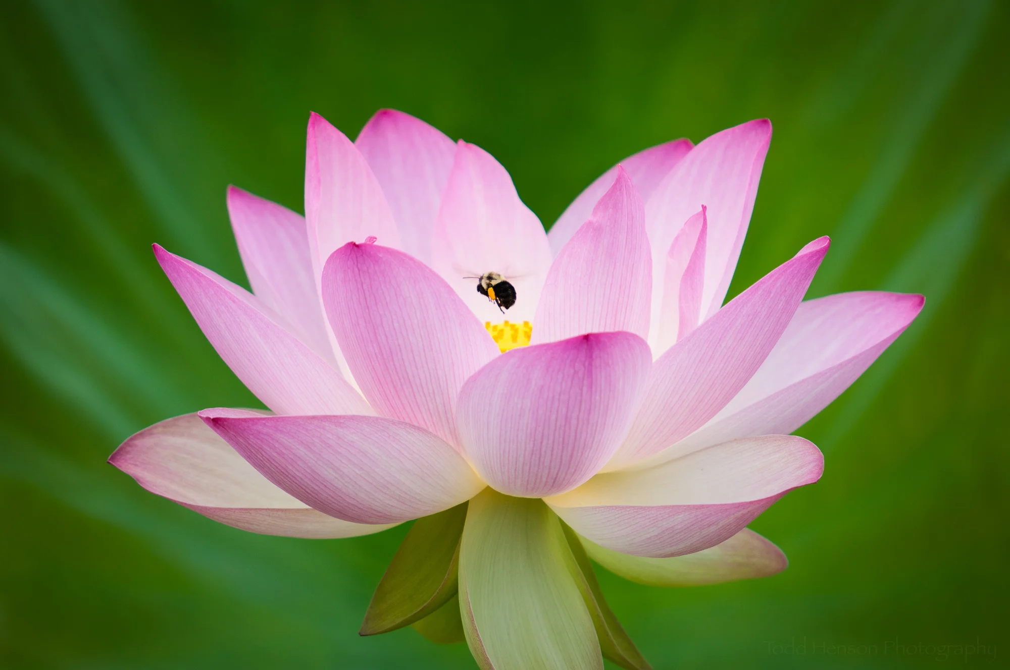 Final image of Lotus Flower with Bumble Bee