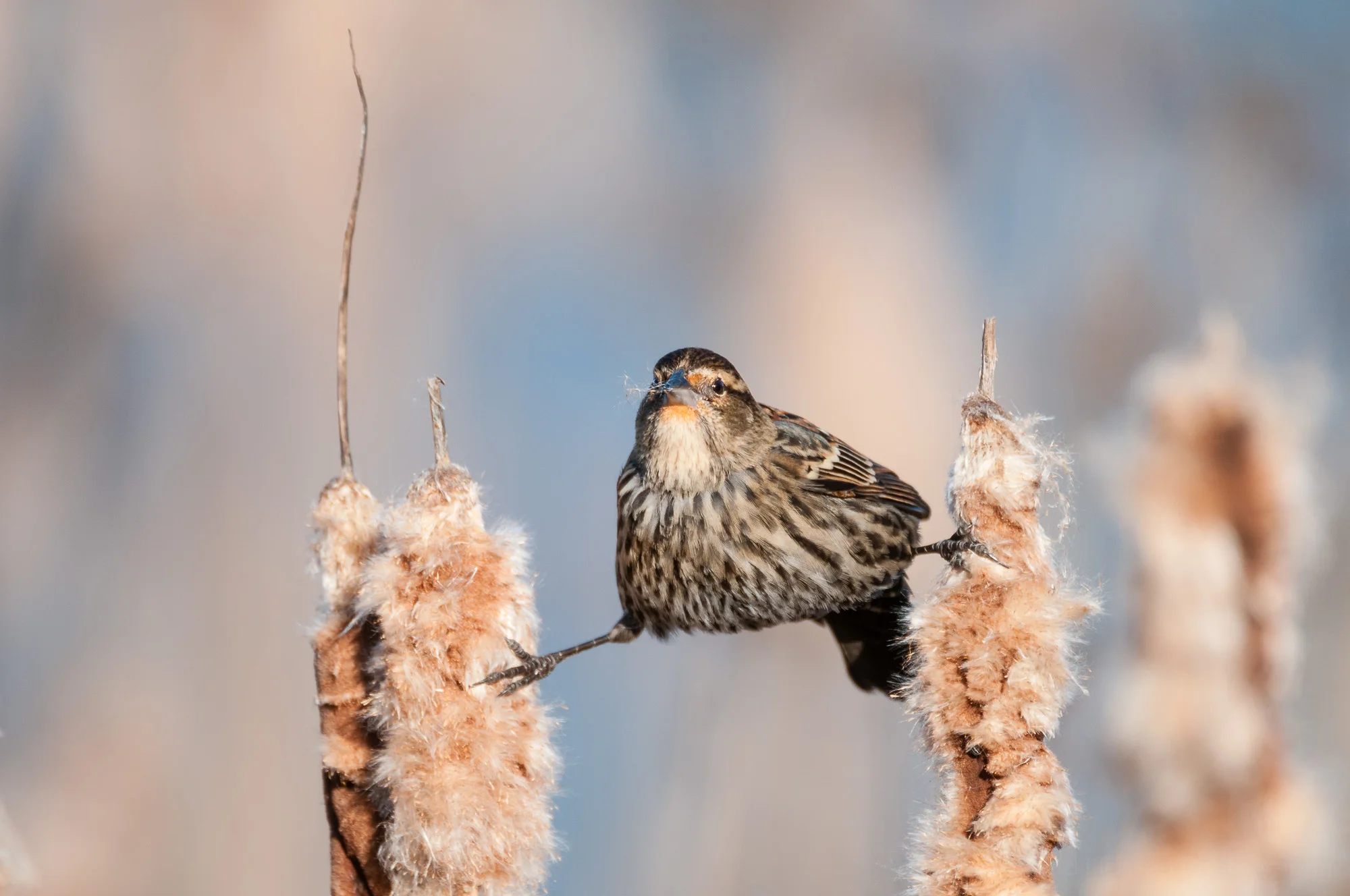 Female Red-Winged Blackbird stretching between two cattails.