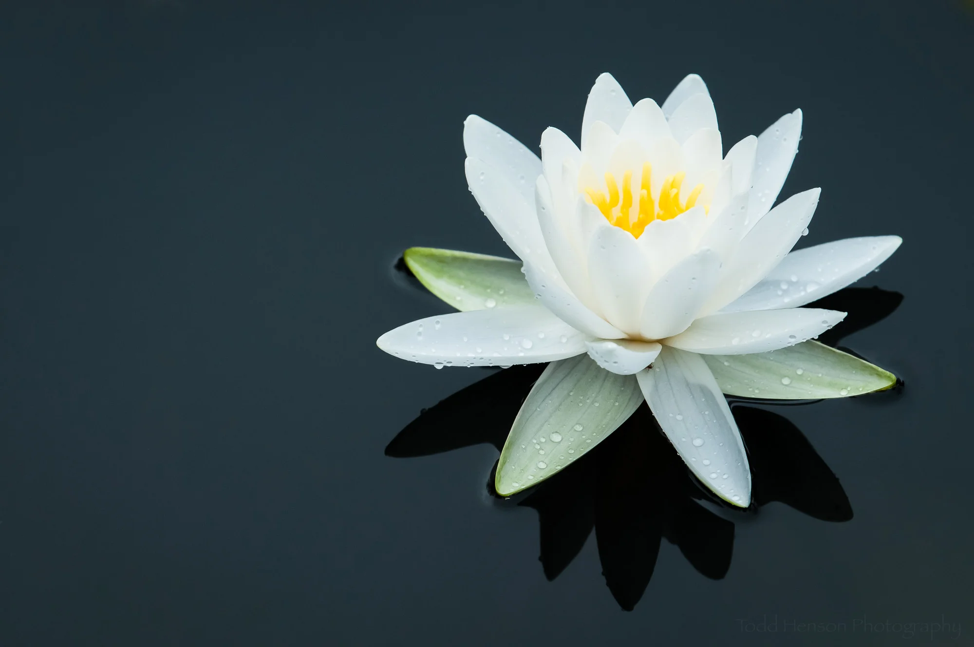 White Water Lily - the final image