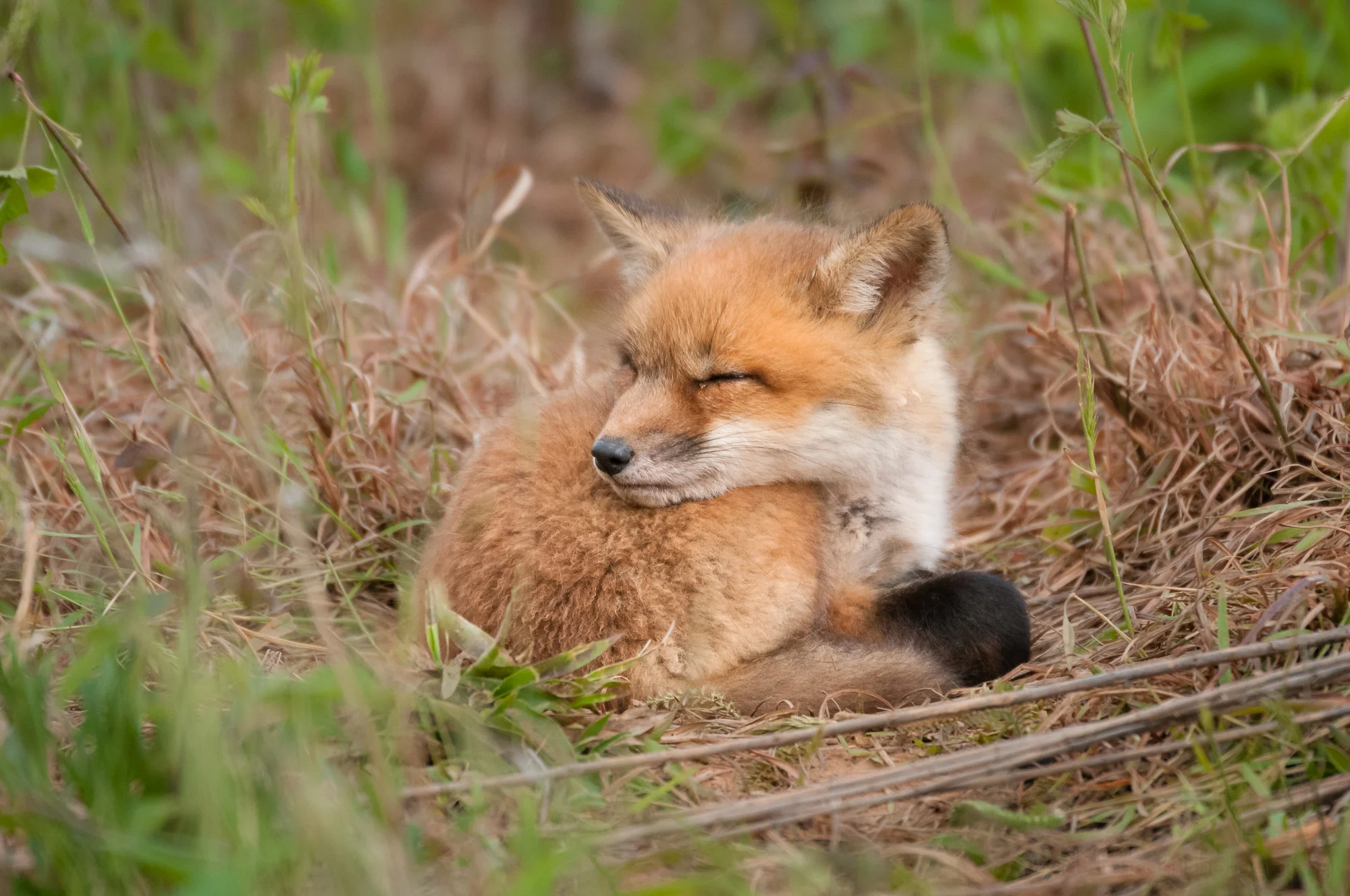 Red Fox Kit - Sleeping #2