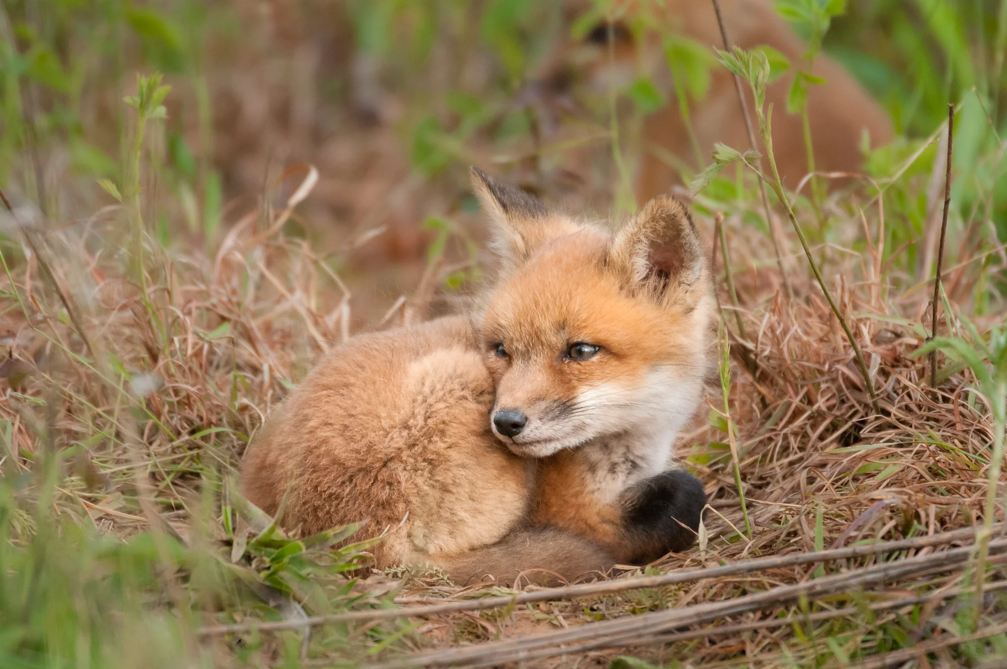 Red Fox Kit - Watchful #2