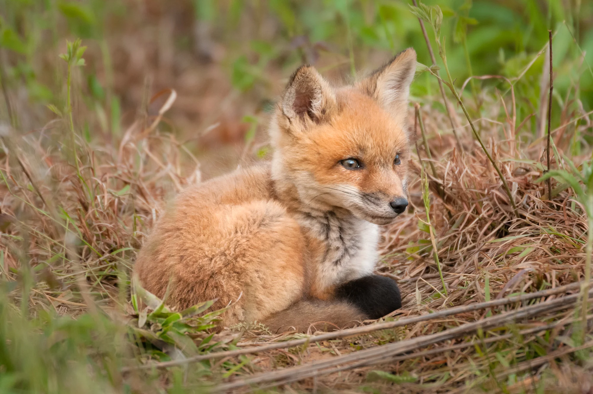 Red Fox Kit - Watchful #1