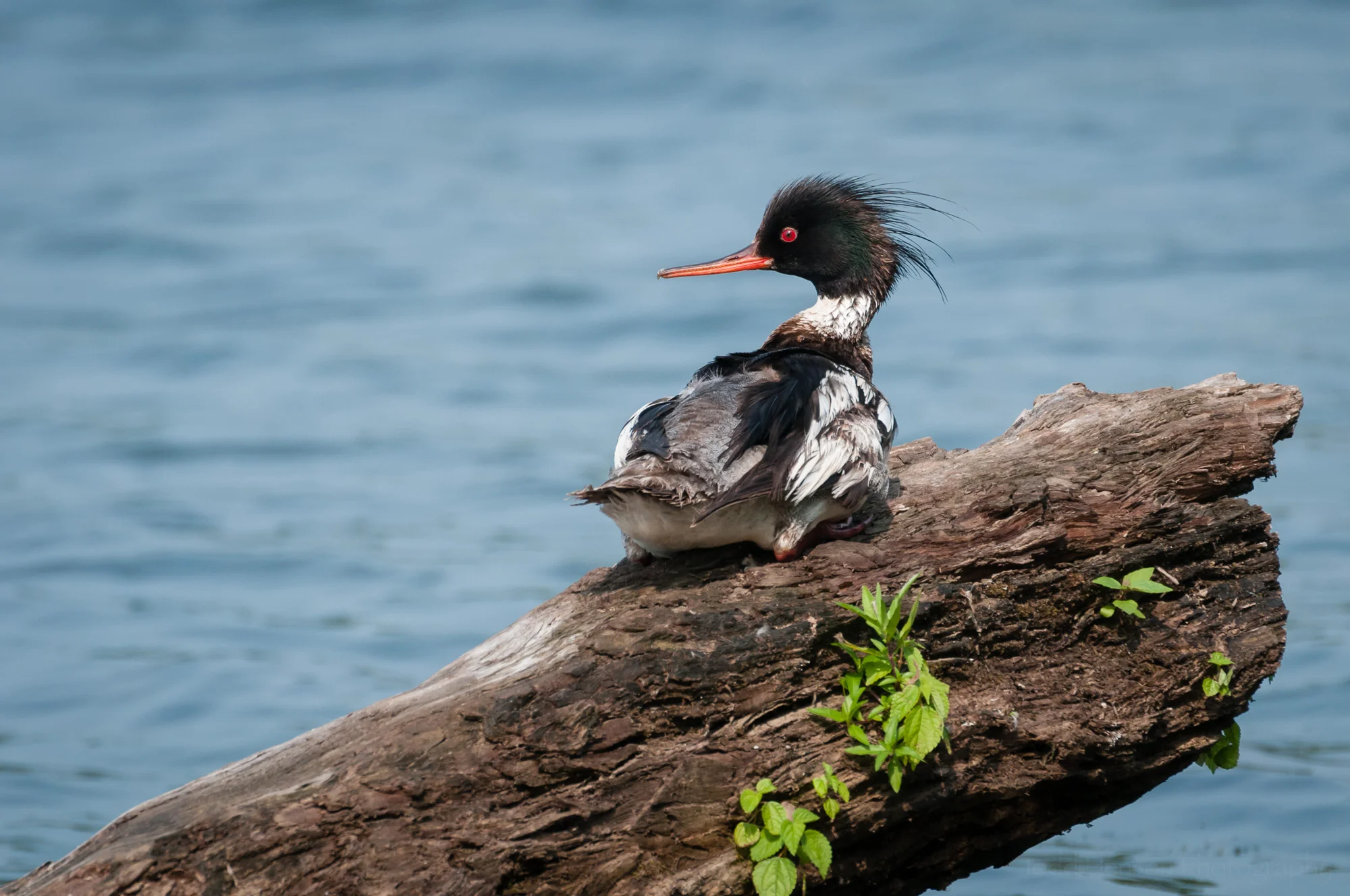 Summer Merganser #2 (2010) (available for purchase as a fine art print or on a variety of products )