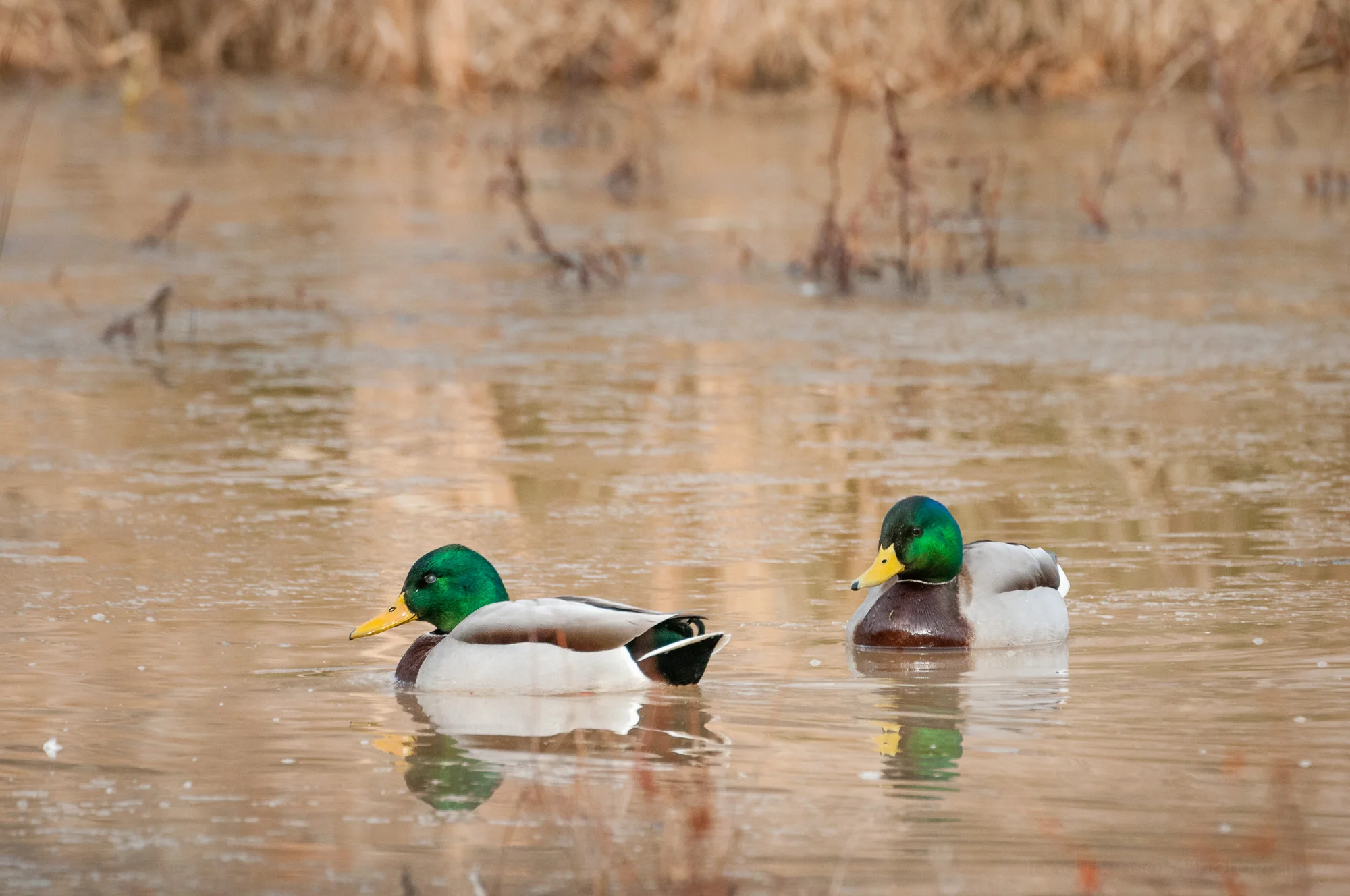 A pair of male mallards. Click on the image to see a larger view, then look closely at the left mallard. It has closed its nictitating membrane over its eye. The mallard to the right has its eyes wide open.