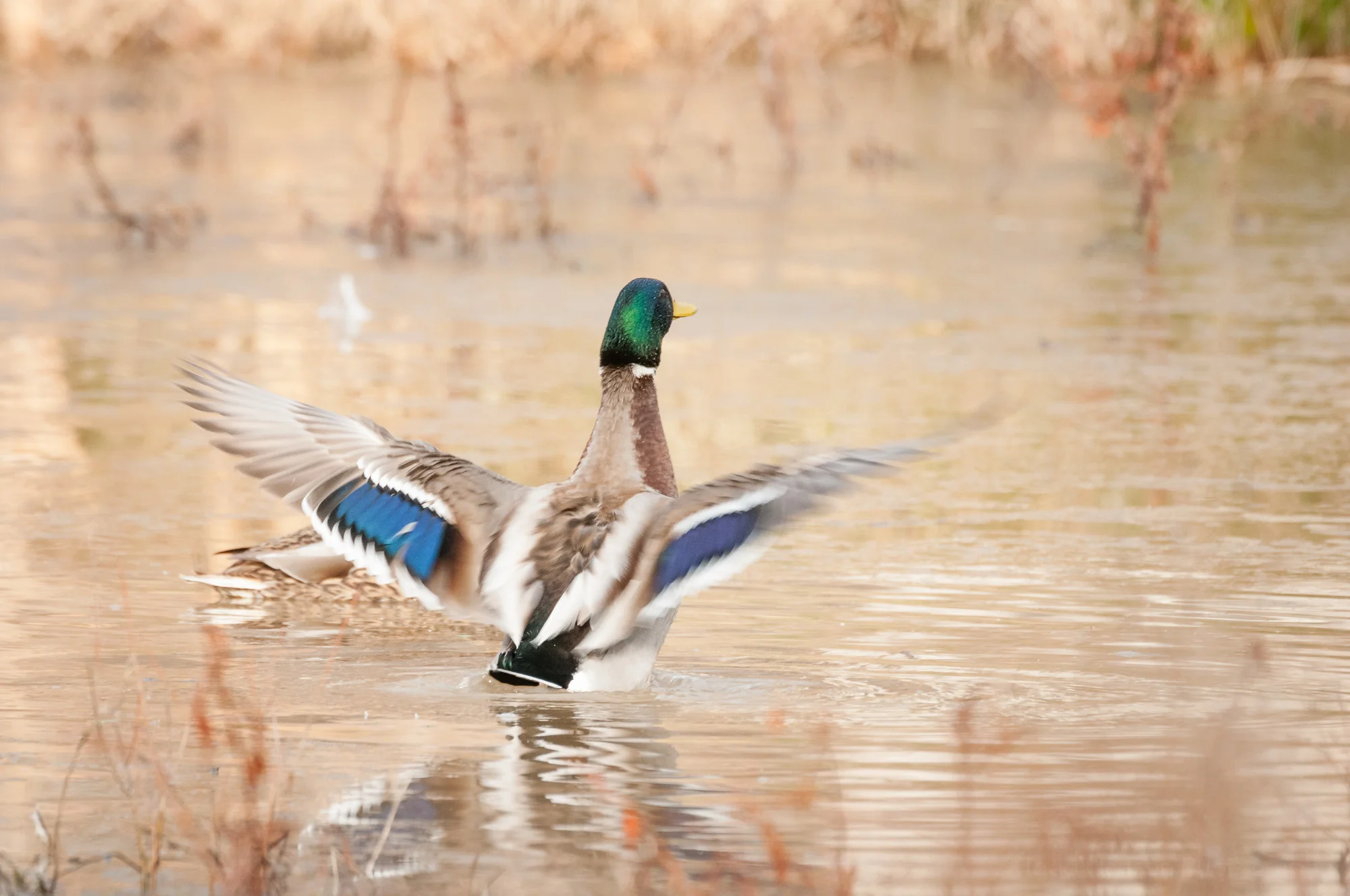 The backside of a displaying male mallard. This view lets you see their colorful wing stripes.