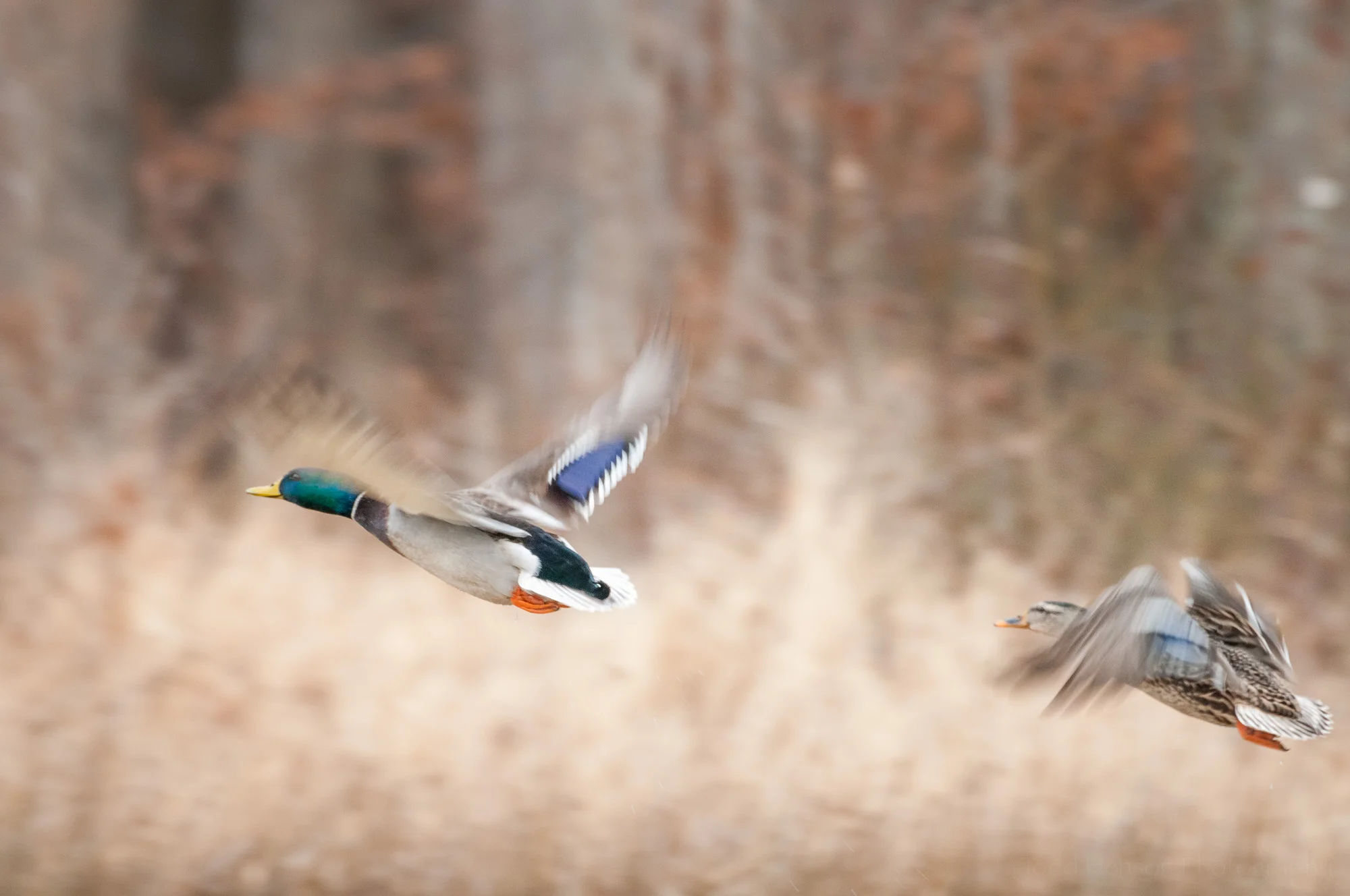 A male and female mallard taking flight.