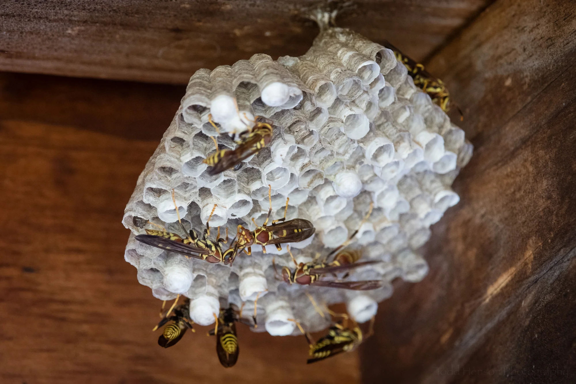 A paper wasp nest in a corner of the ceiling.