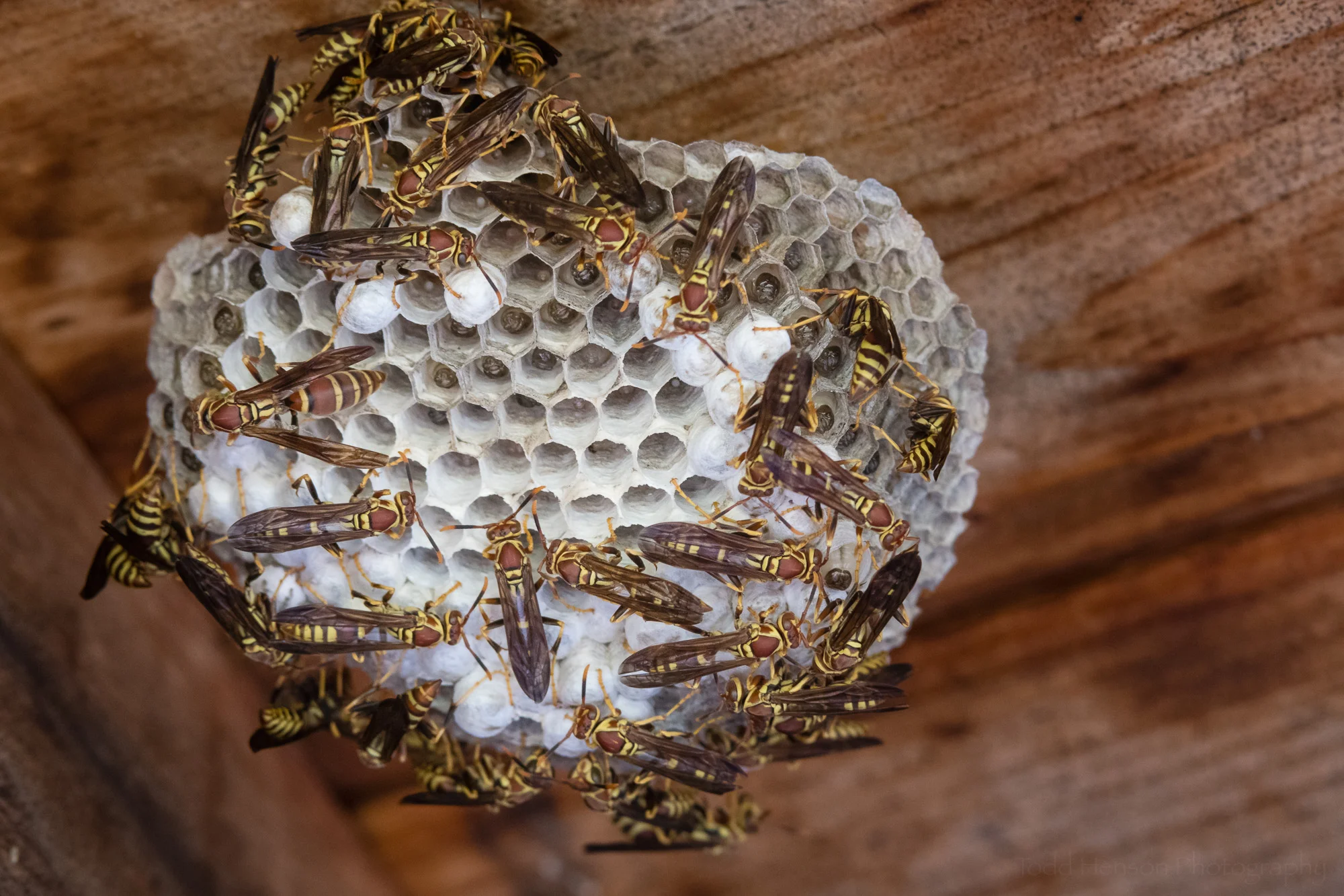 Another paper wasp nest in the same shelter.