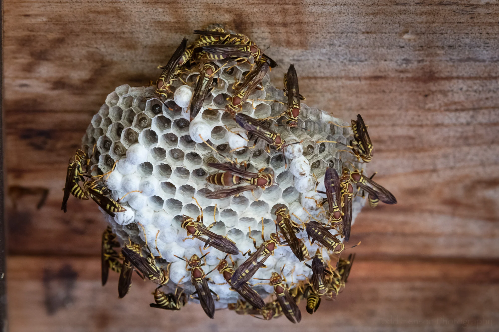 Paper wasps are very busy creatures.