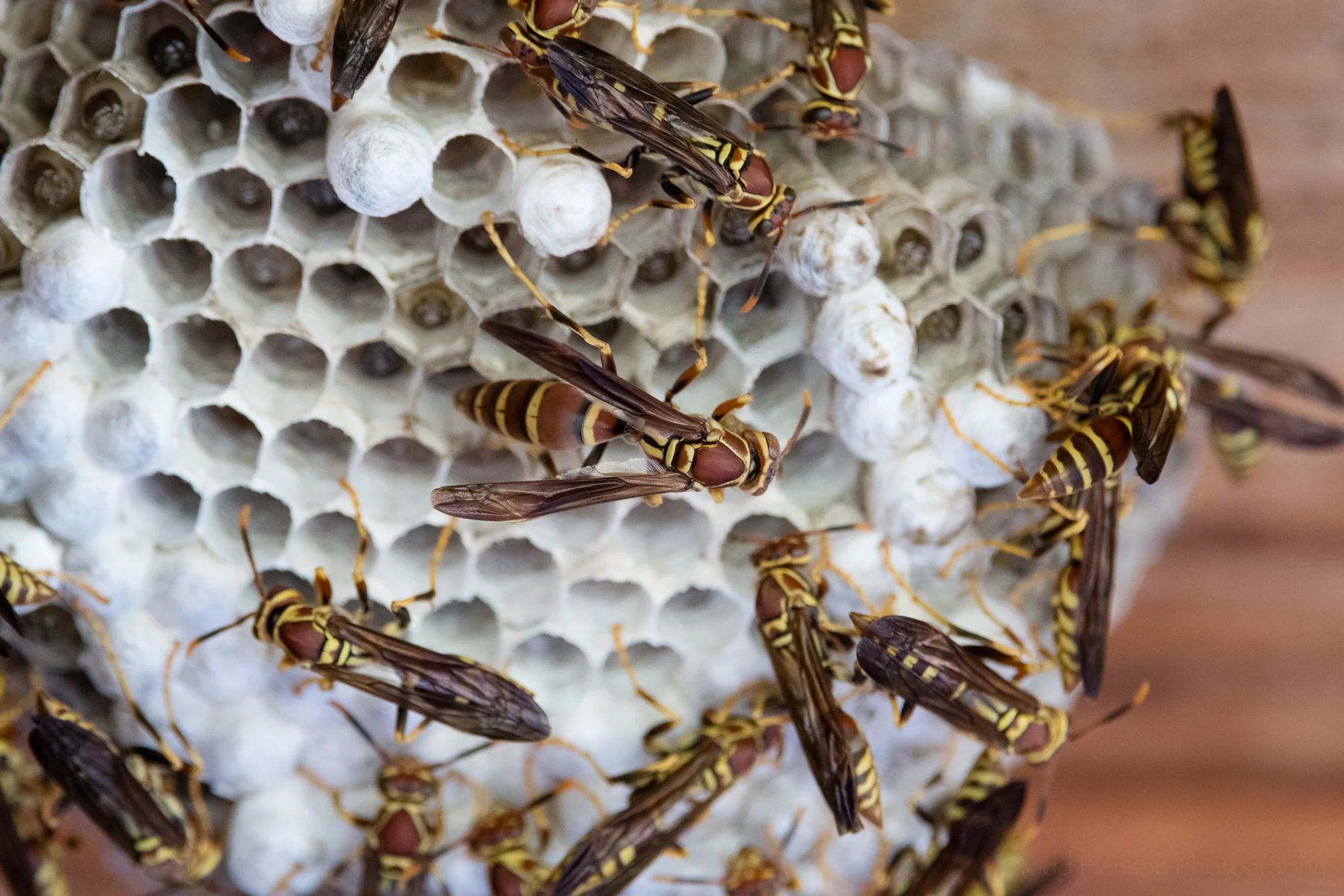 A closer look at paper wasps on their nest.