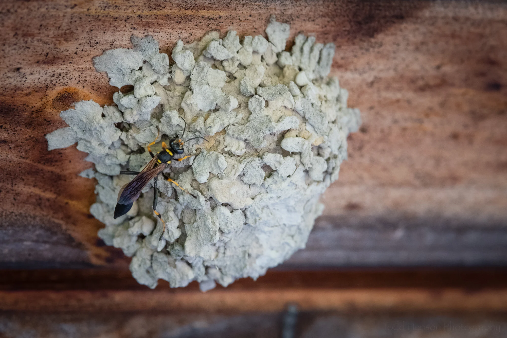 Mud daubers are solitary parasitic wasps.