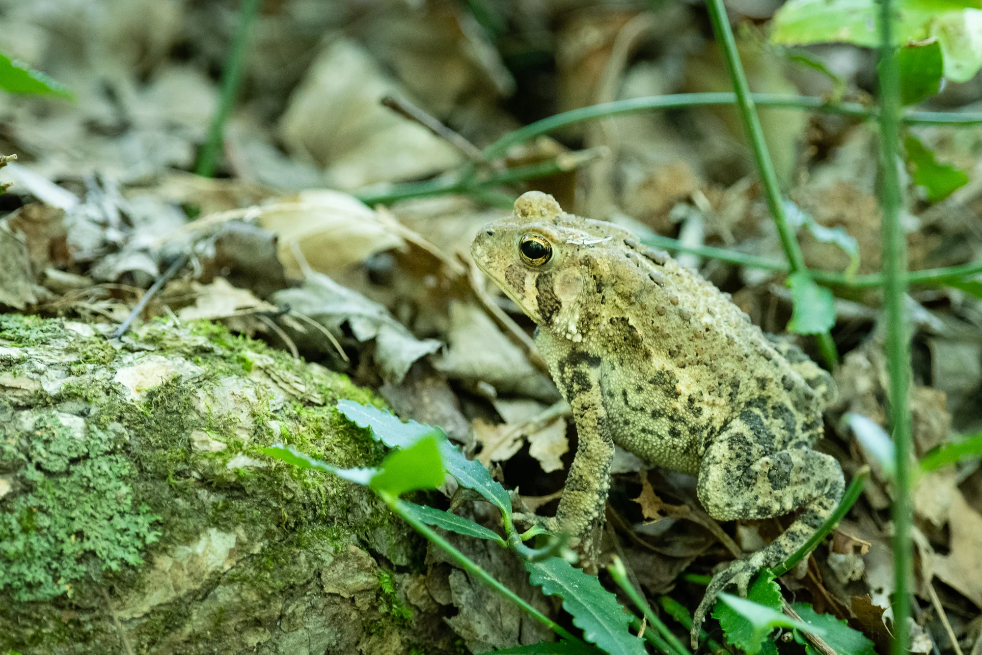 Side view of an eastern American toad