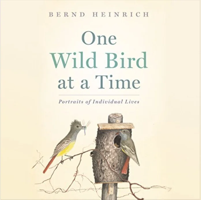 One Wild Bird at a Time: Portraits of Individual Lives by Bernd Heinrich