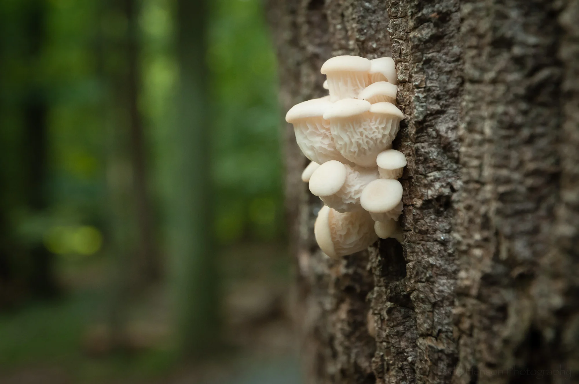 A small cluster of young oyster mushrooms growing on a tree in the woods.