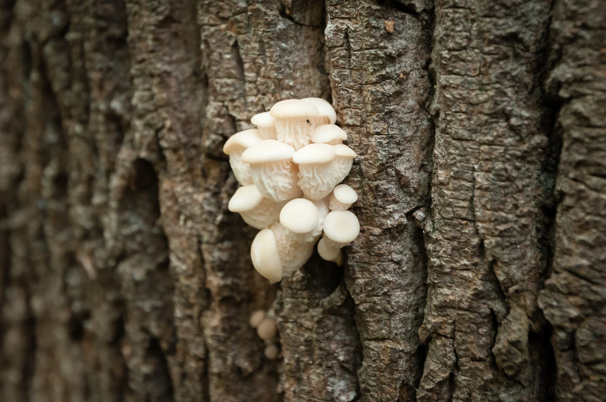 Front view of a small cluster of young oyster mushrooms.