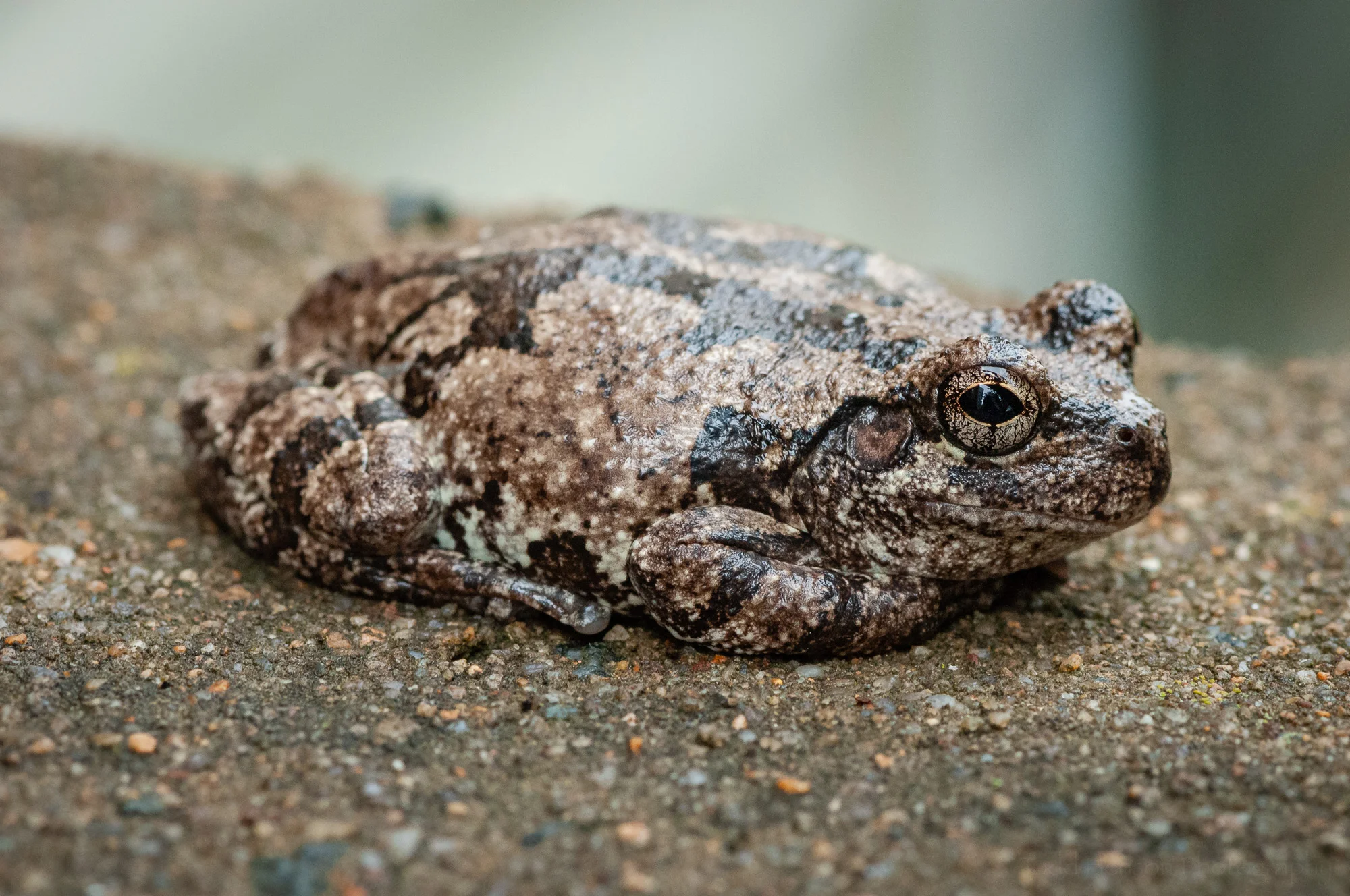 This gray treefrog never had a problem with me up close photographing it.