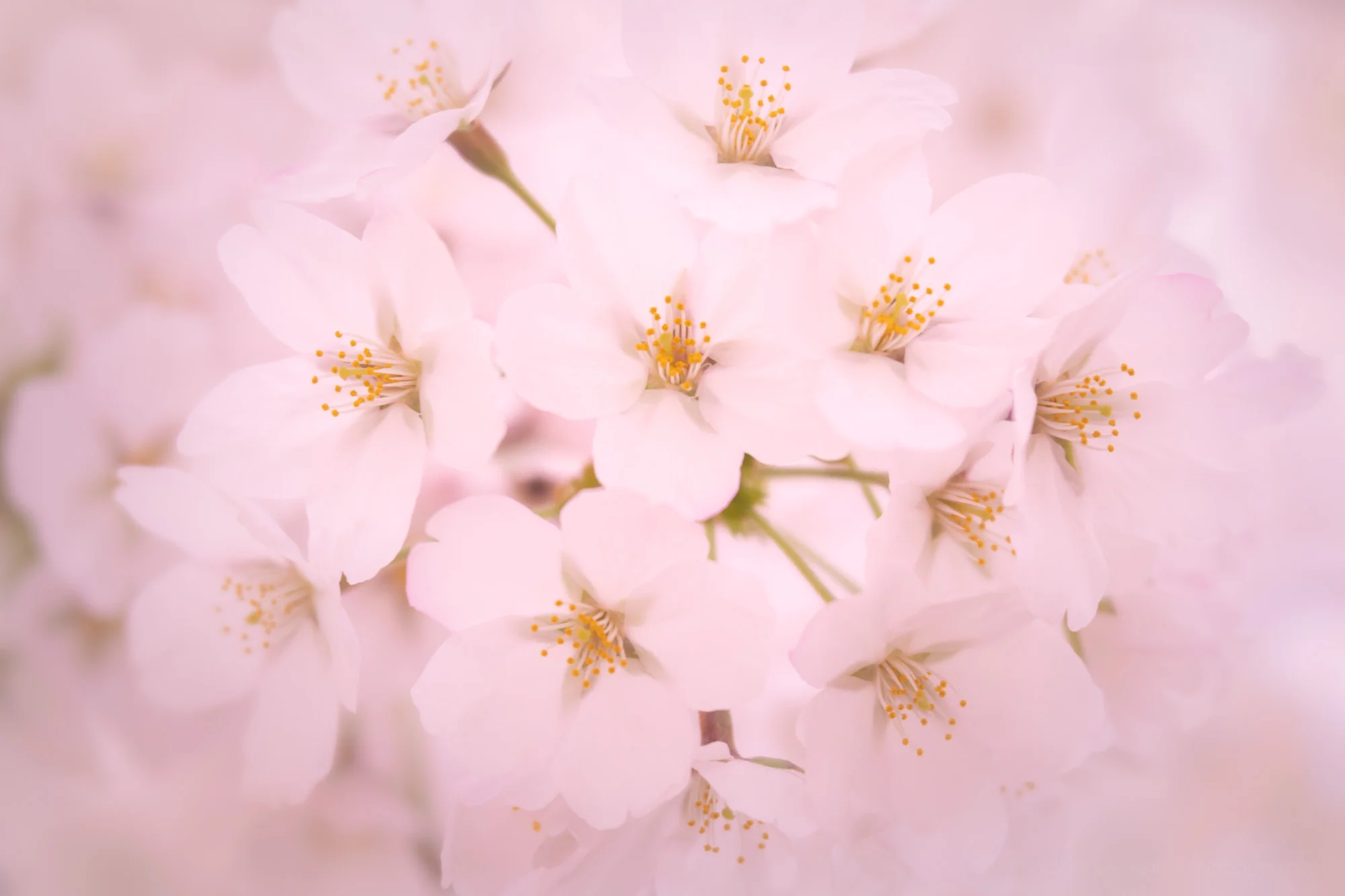 Soft Cherry Blossoms. Washington, DC. March 30, 2019.