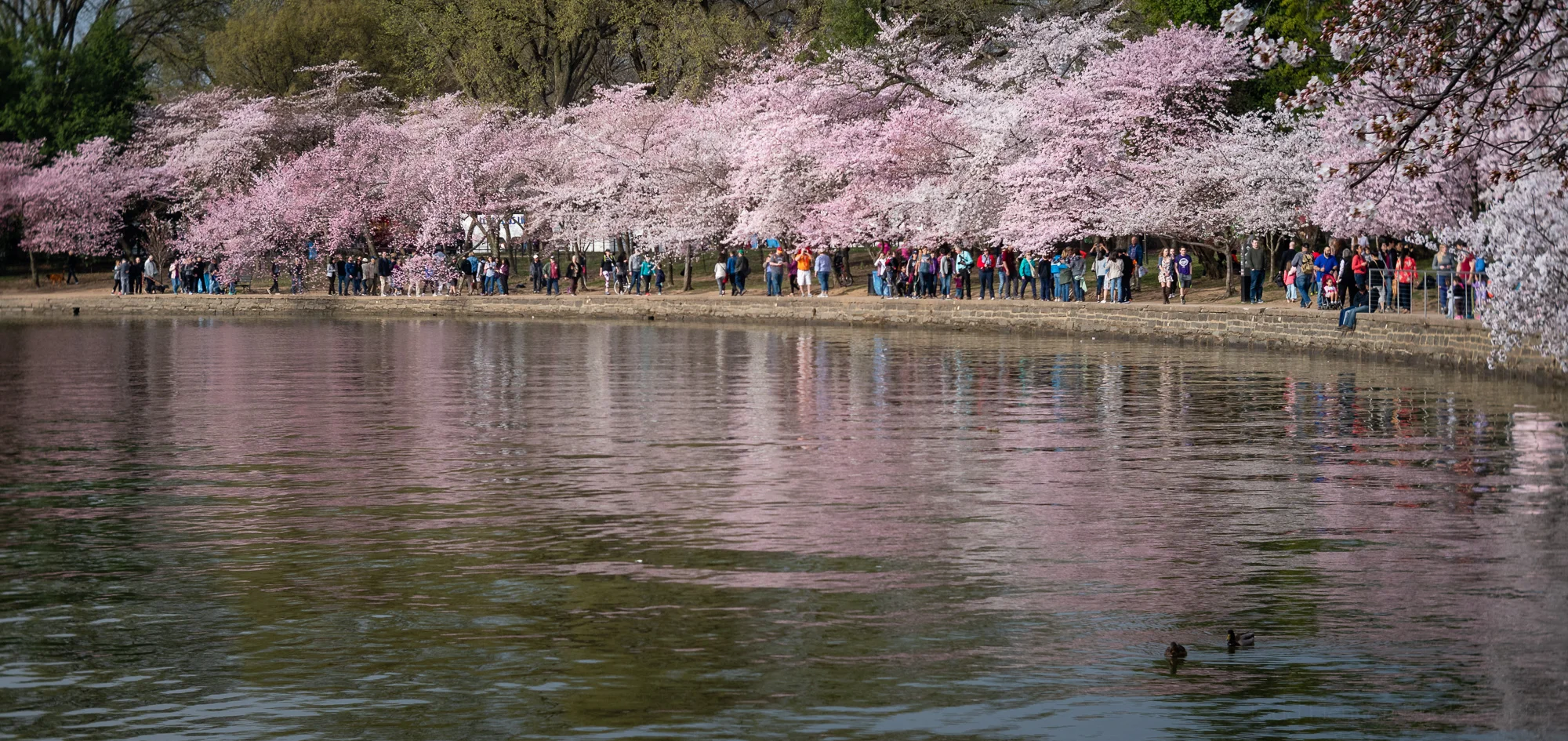 Cherry Blossom Crowds 2019 - Washington, DC