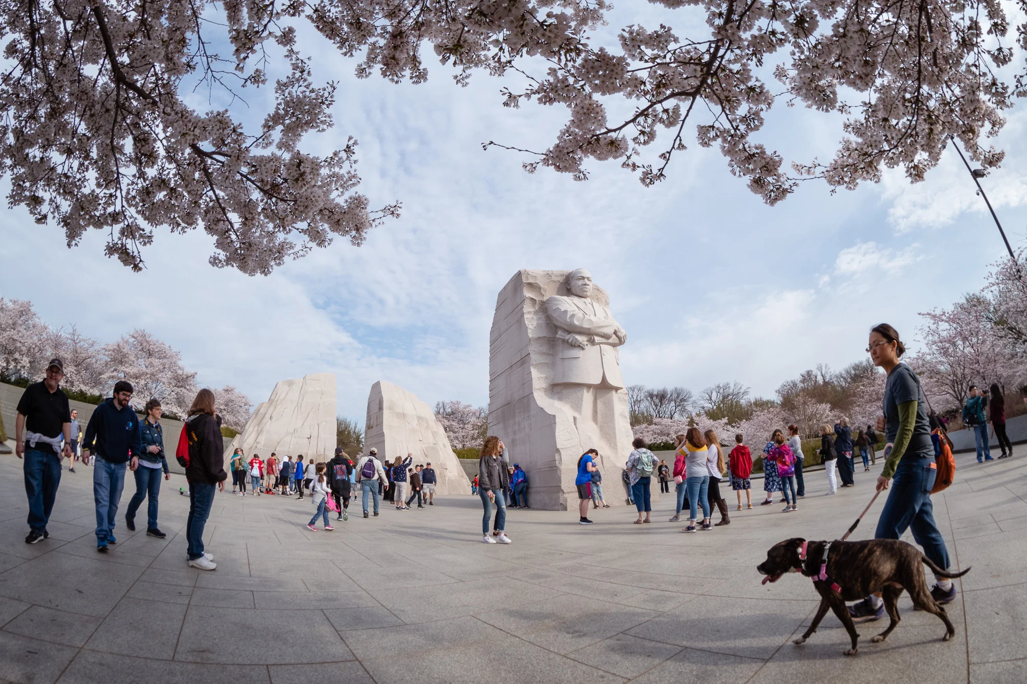 Martin Luther King, Jr Memorial Cherry Blossom Crowds