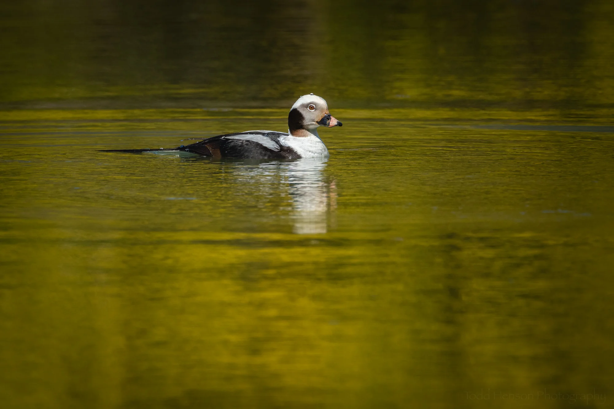 On a Golden Pond - A male Long-tailed Duck in Northern Virginia on April 6, 2019.